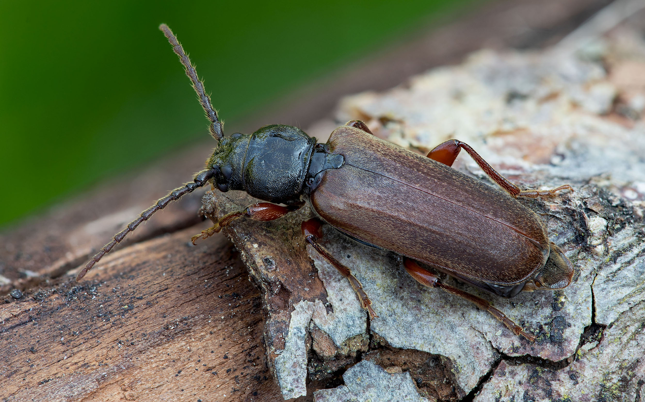 Tetropium castaneum