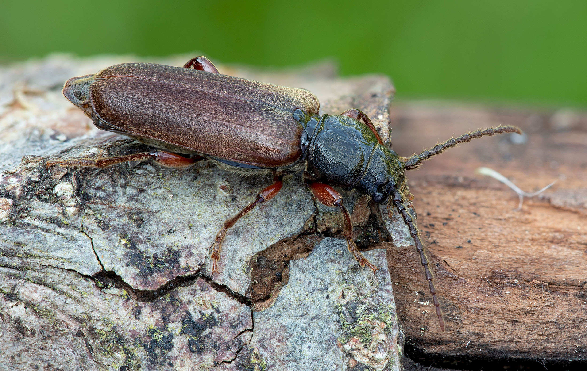 Tetropium castaneum