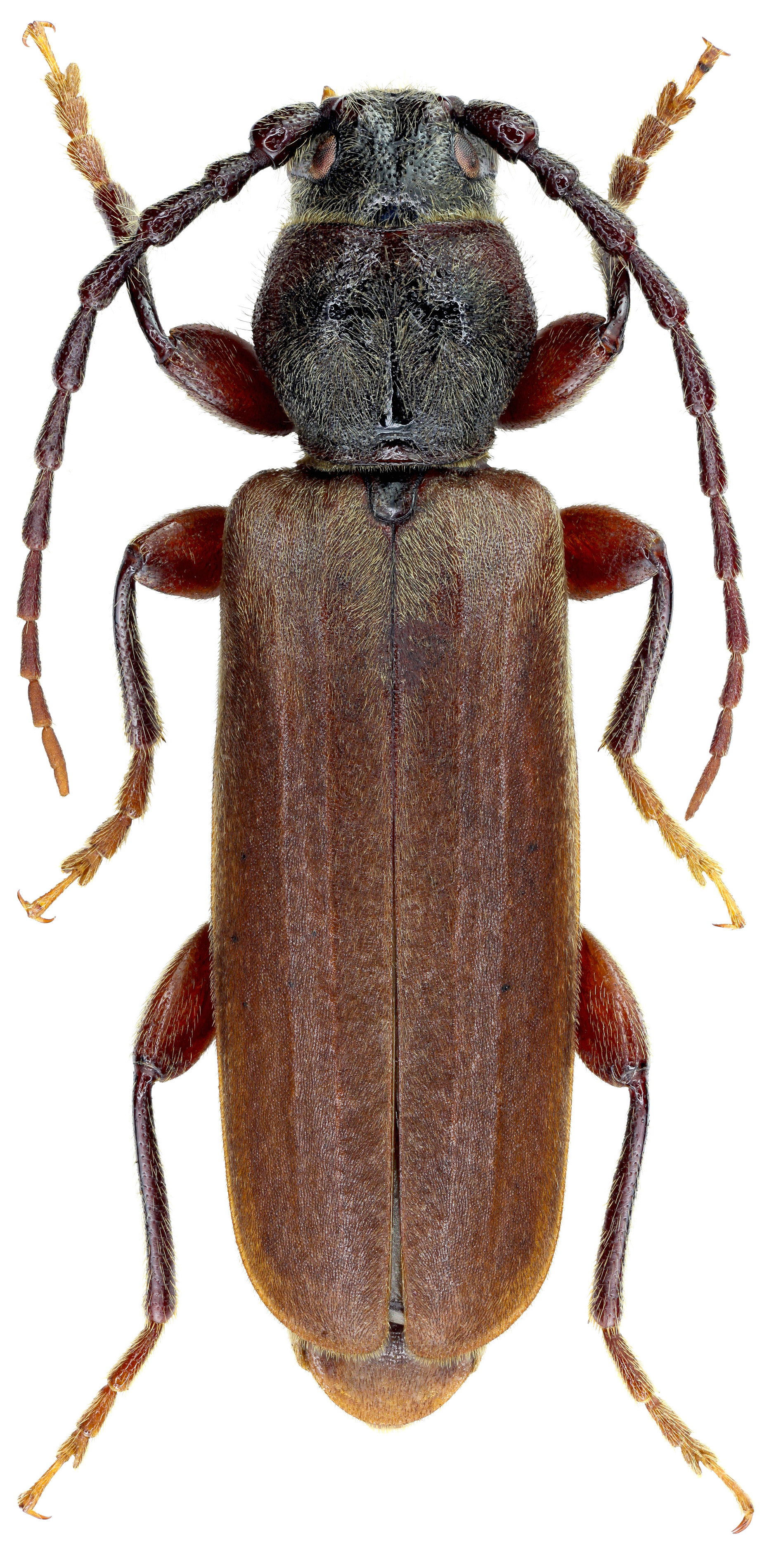 Tetropium staudingeri