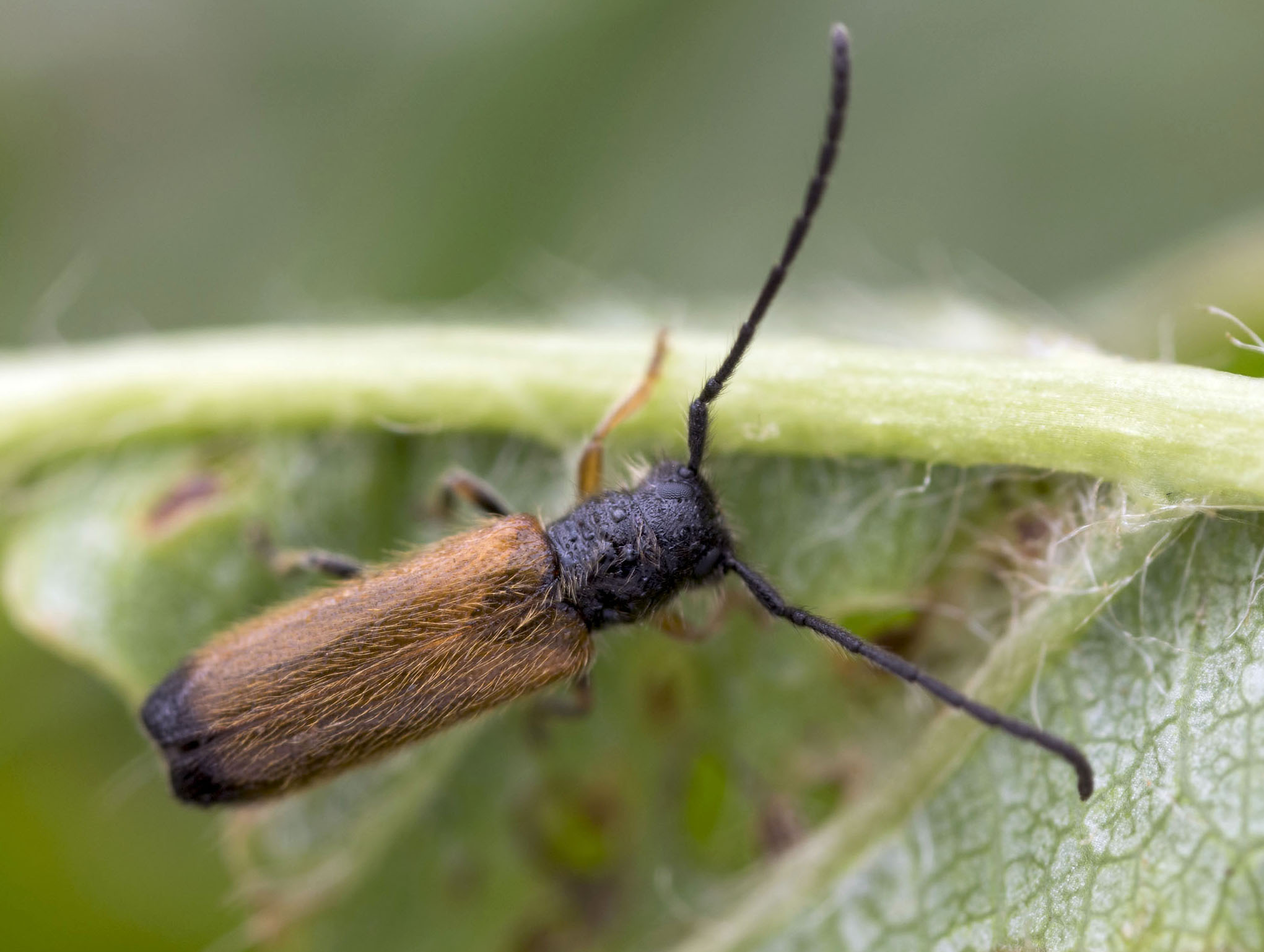 Tetrops praeustus praeustus