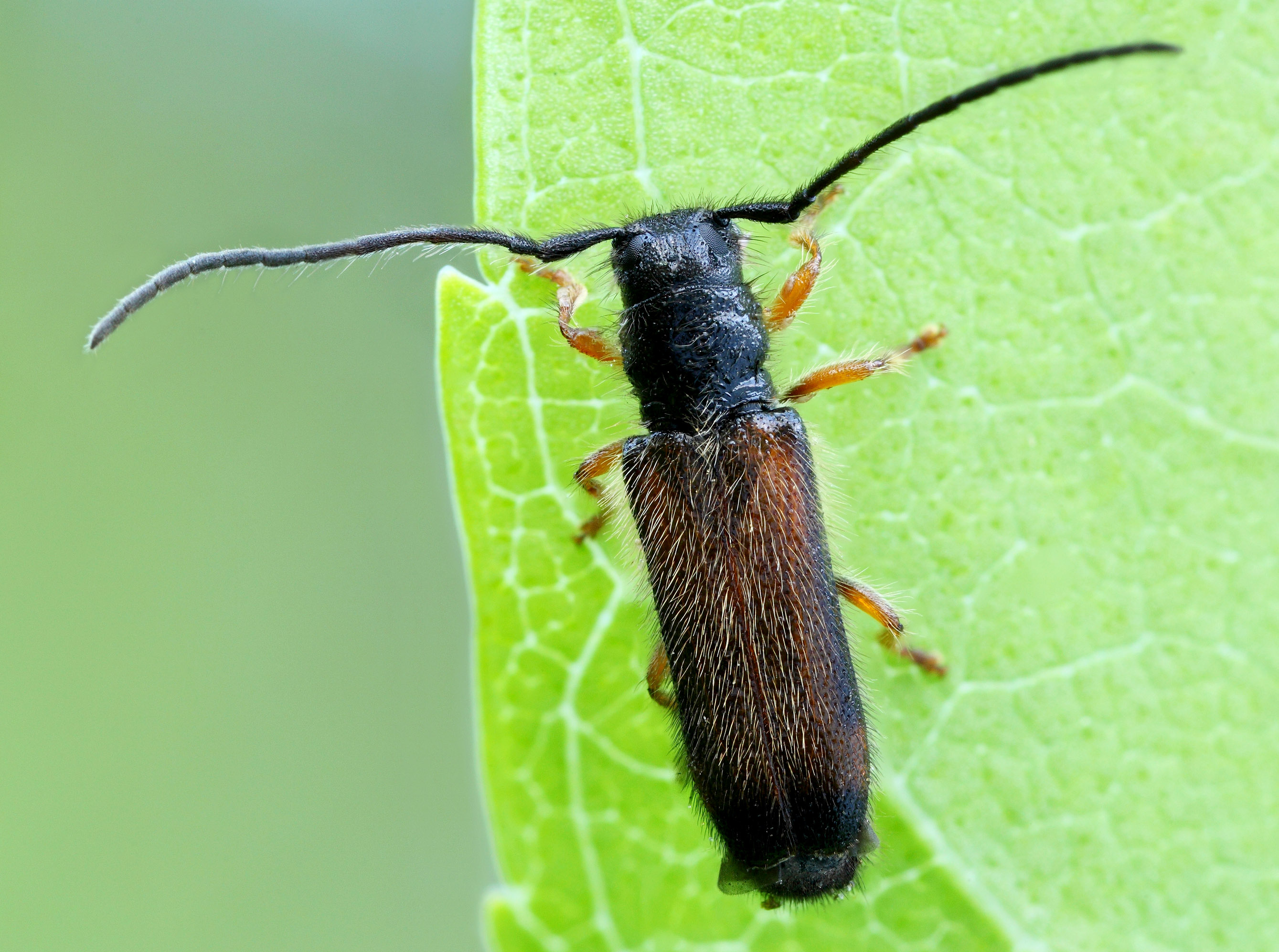 Tetrops starkii starkii