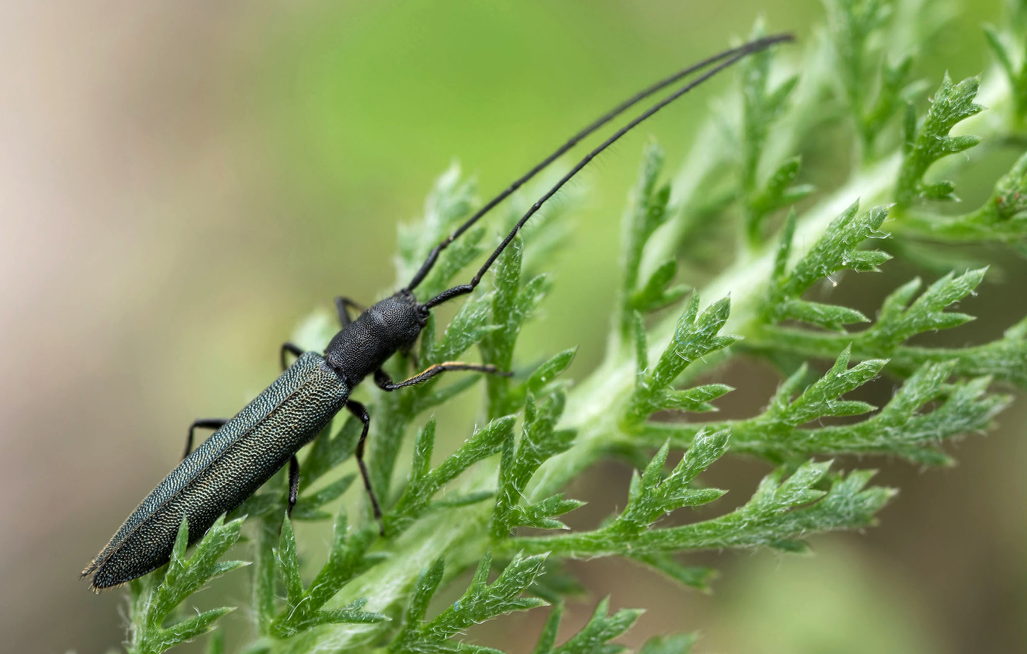 Theophilea subcylindricollis