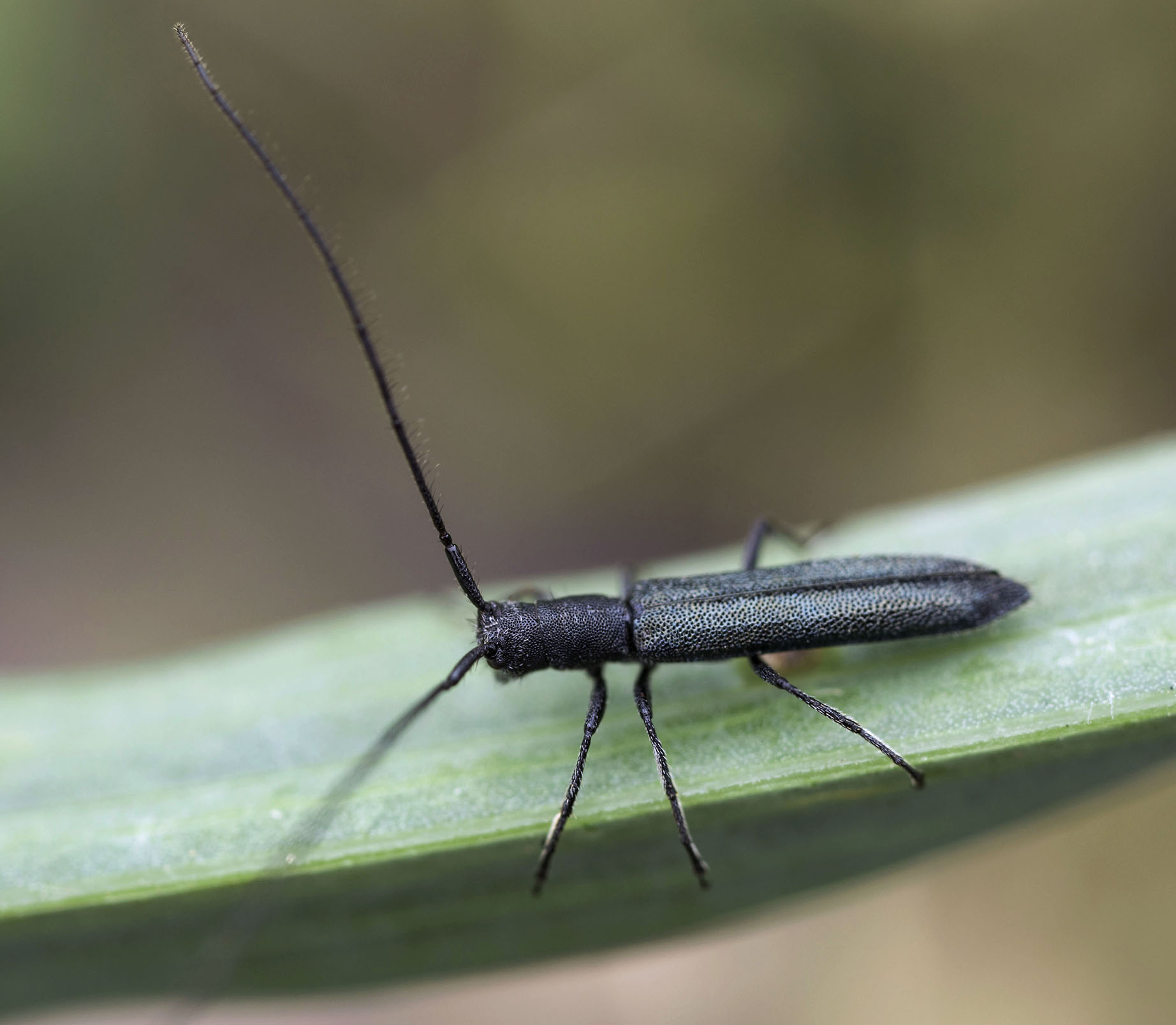 Theophilea subcylindricollis