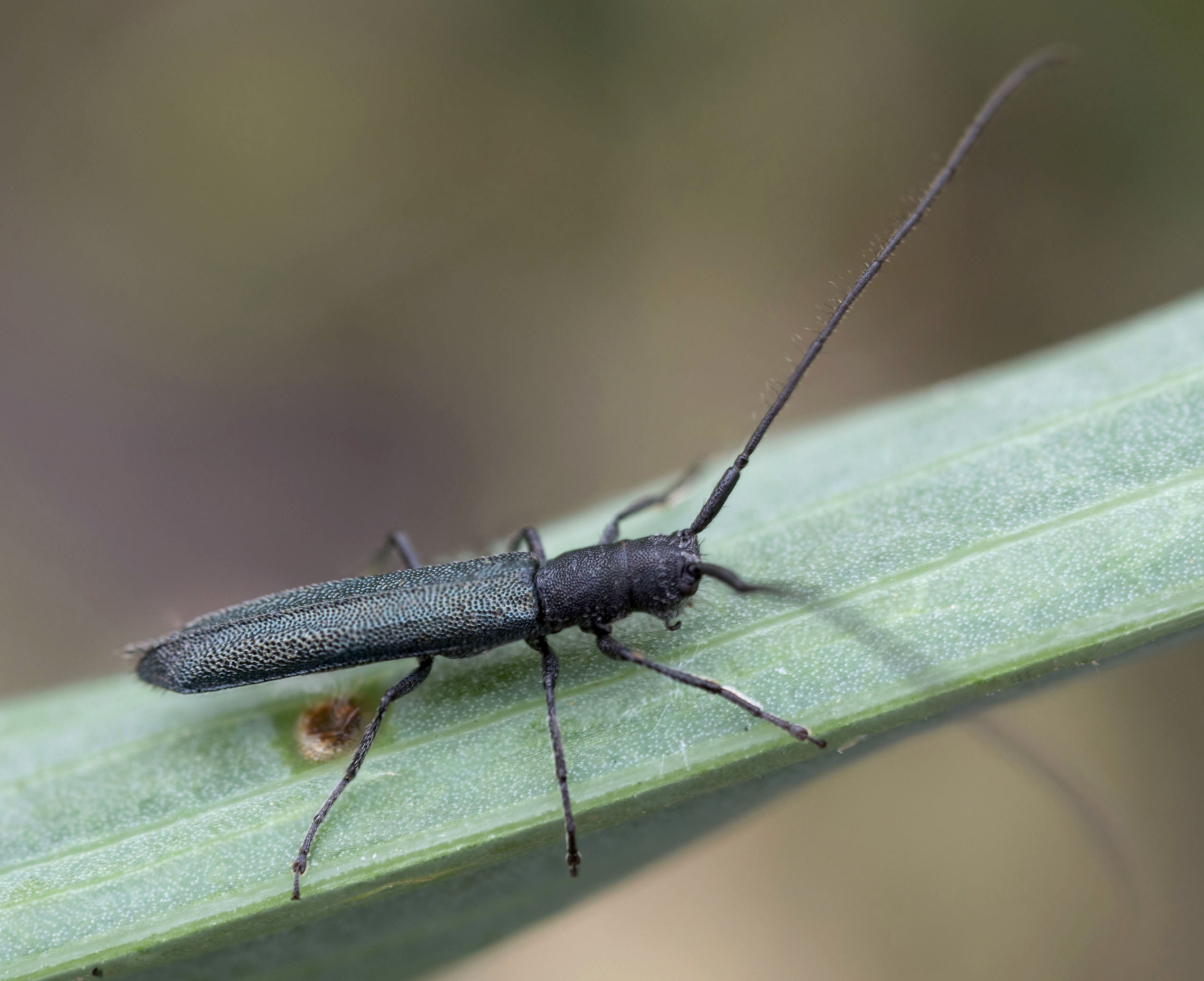 Theophilea subcylindricollis