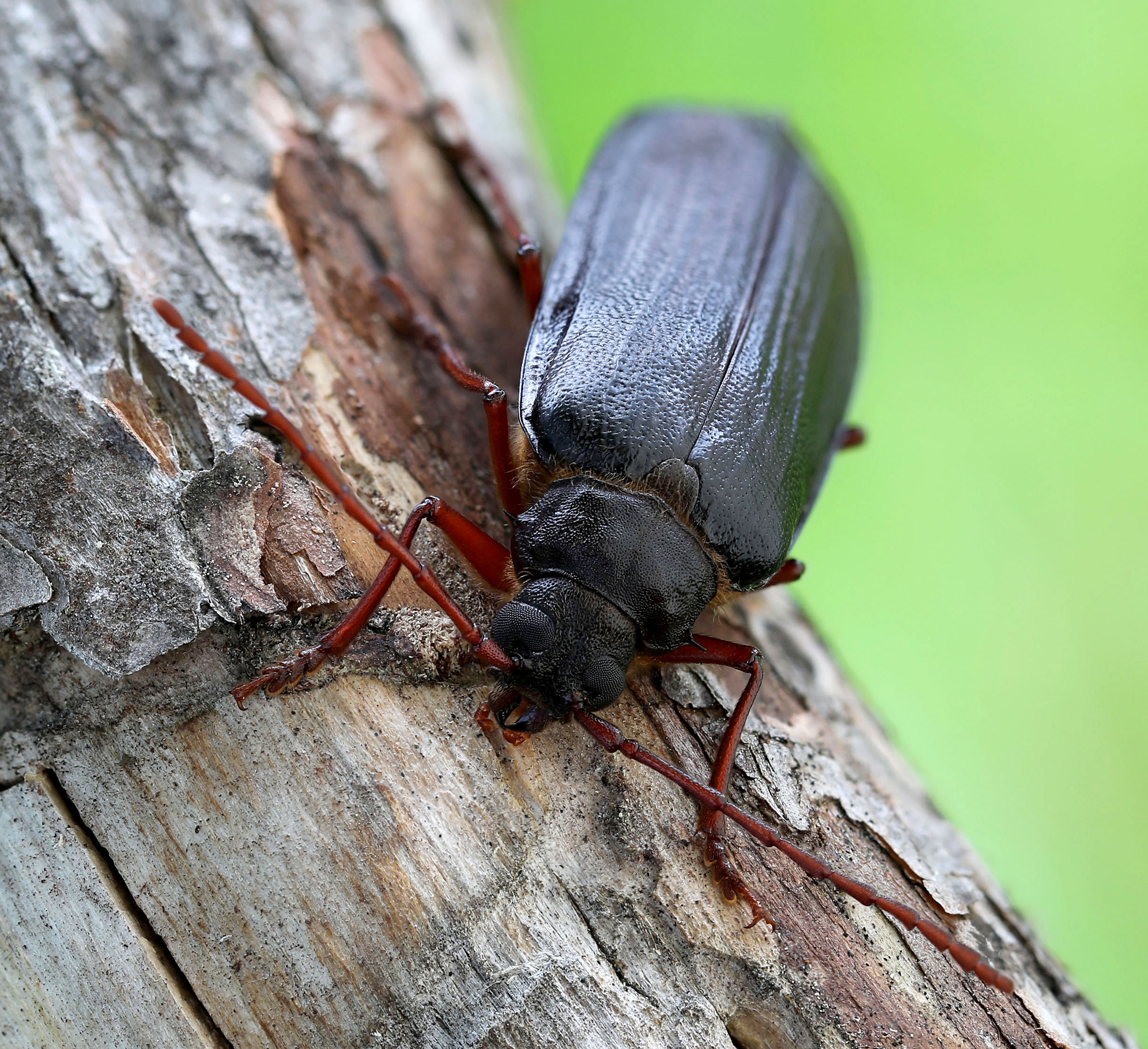 Tragosoma depsarium