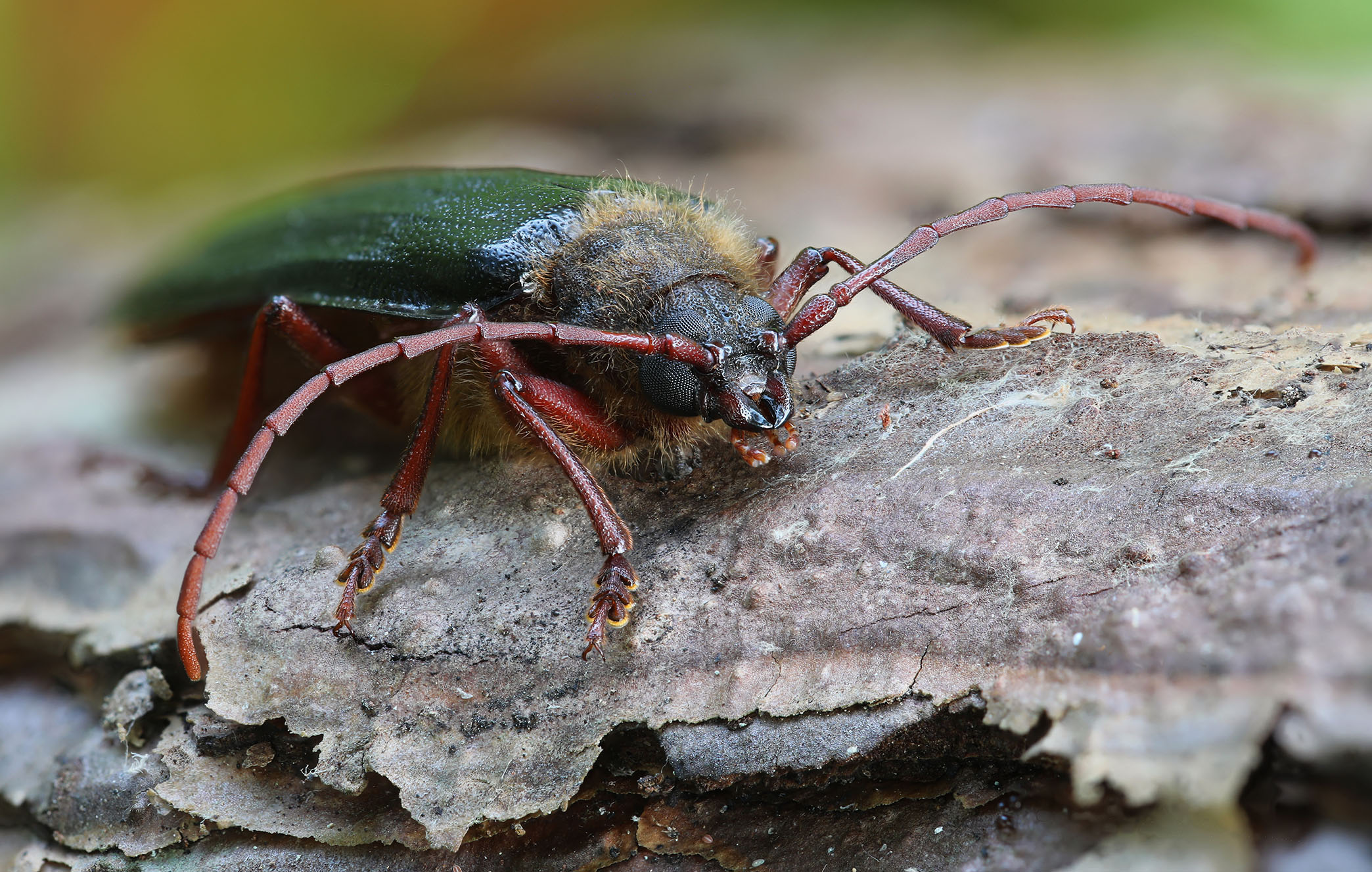 Tragosoma depsarium