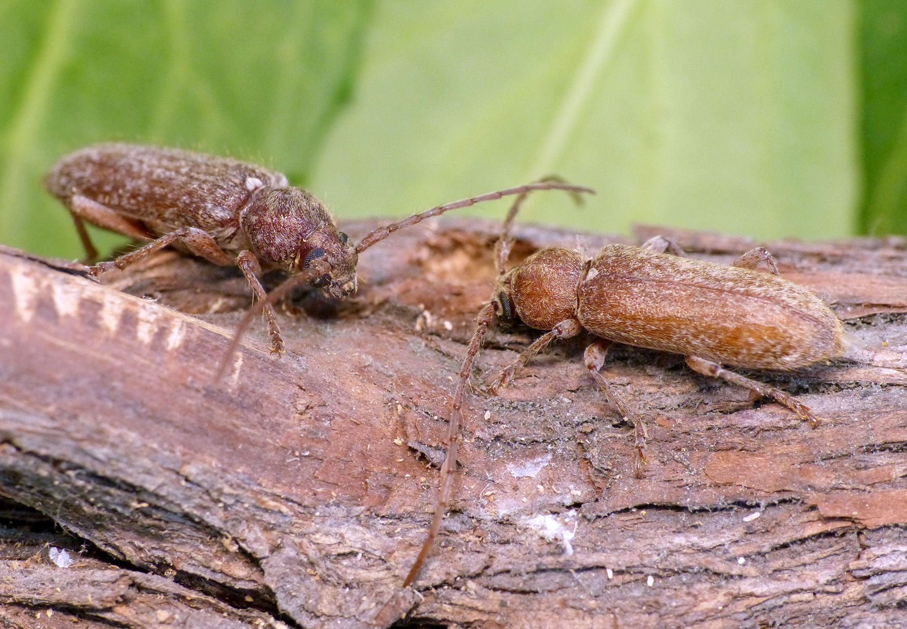 Trichoferus antonioui