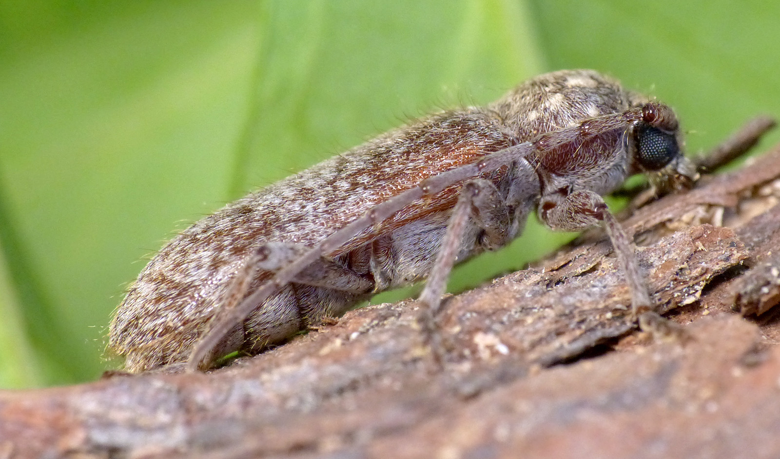 Trichoferus antonioui