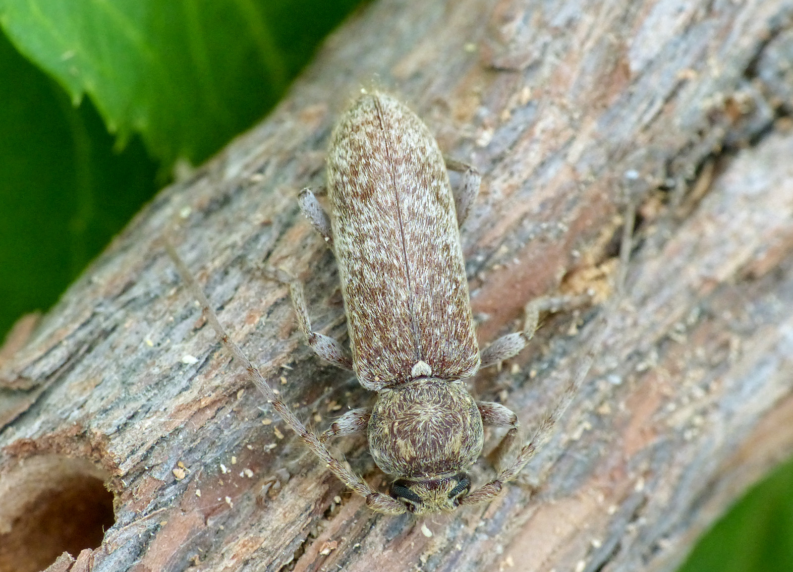 Trichoferus antonioui