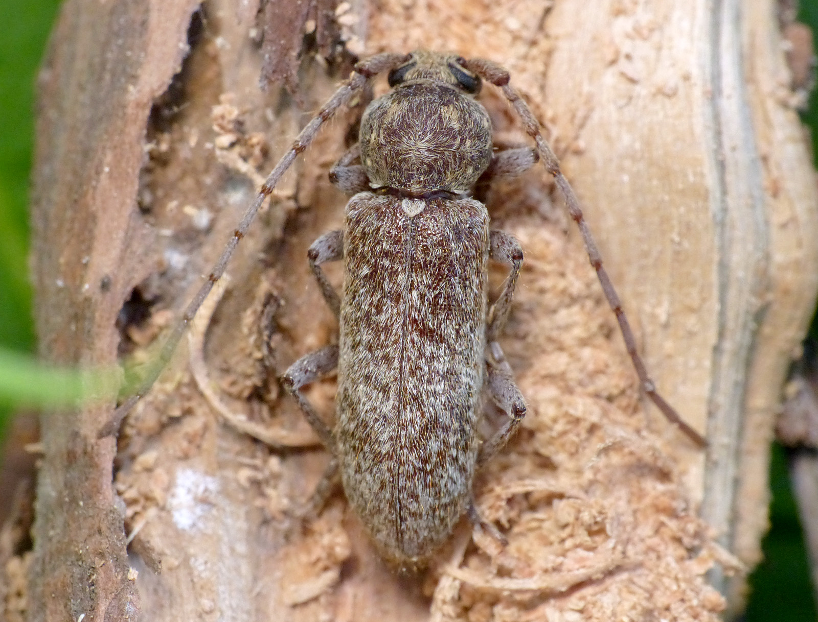 Trichoferus antonioui