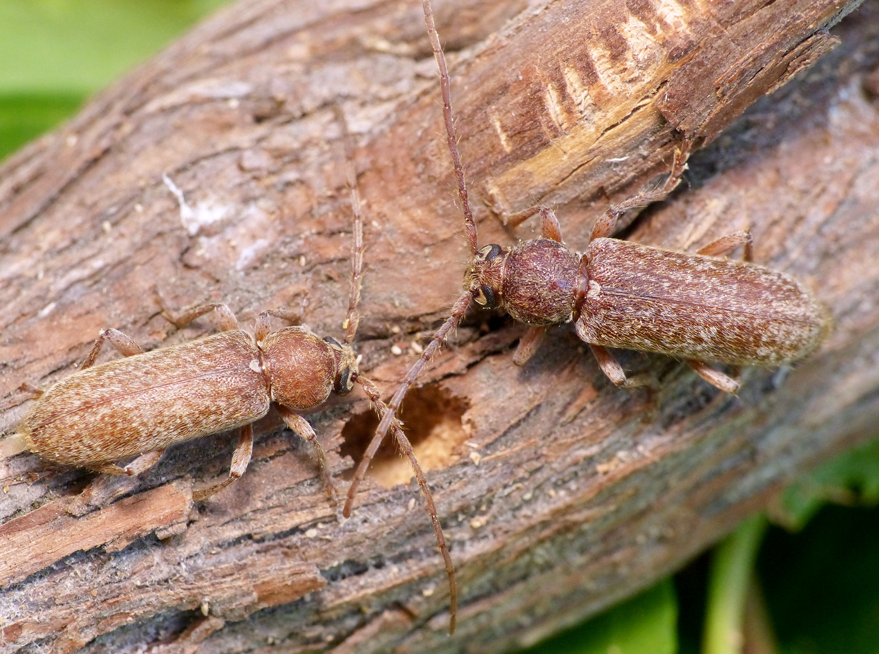 Trichoferus antonioui