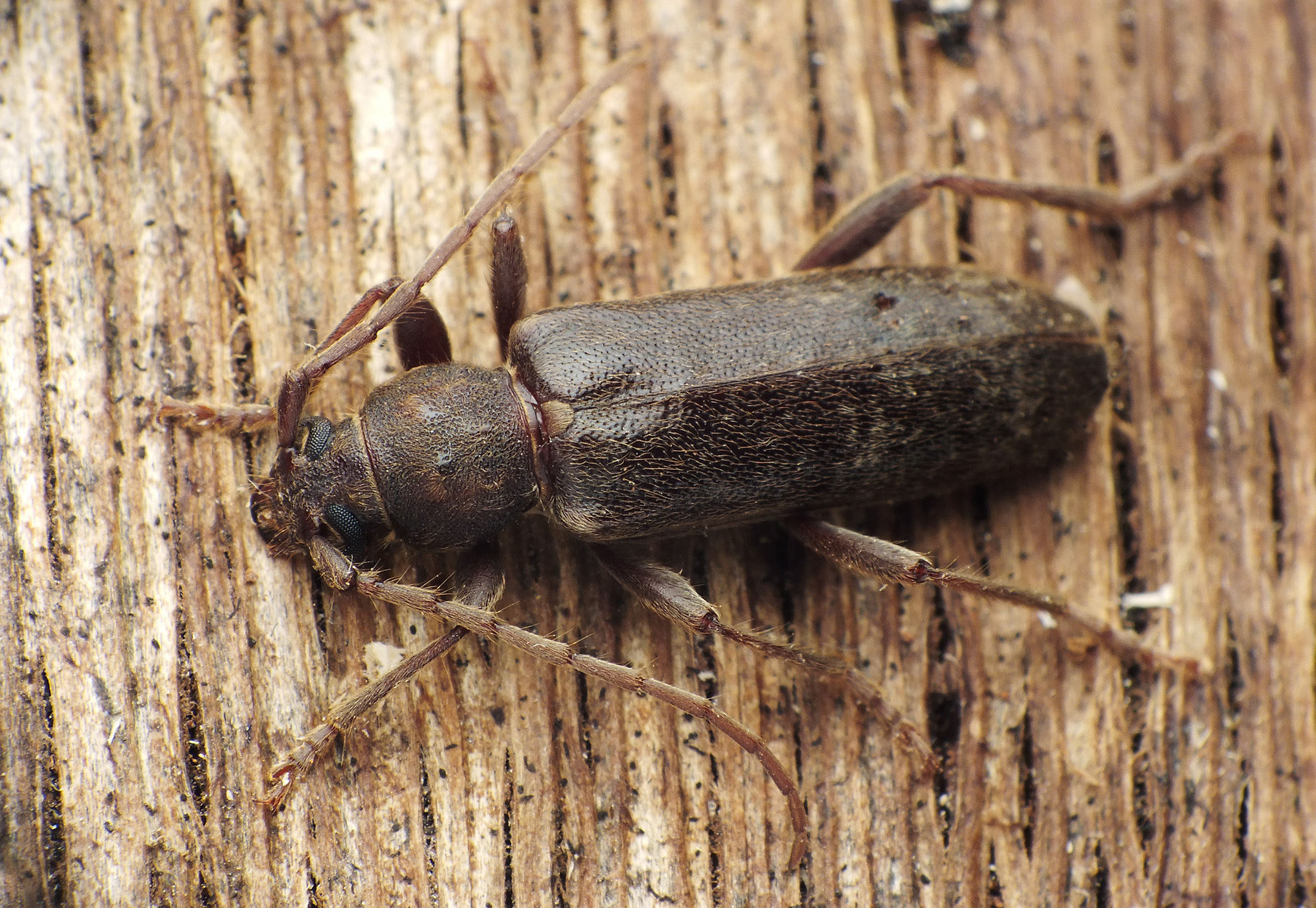 Trichoferus campestris