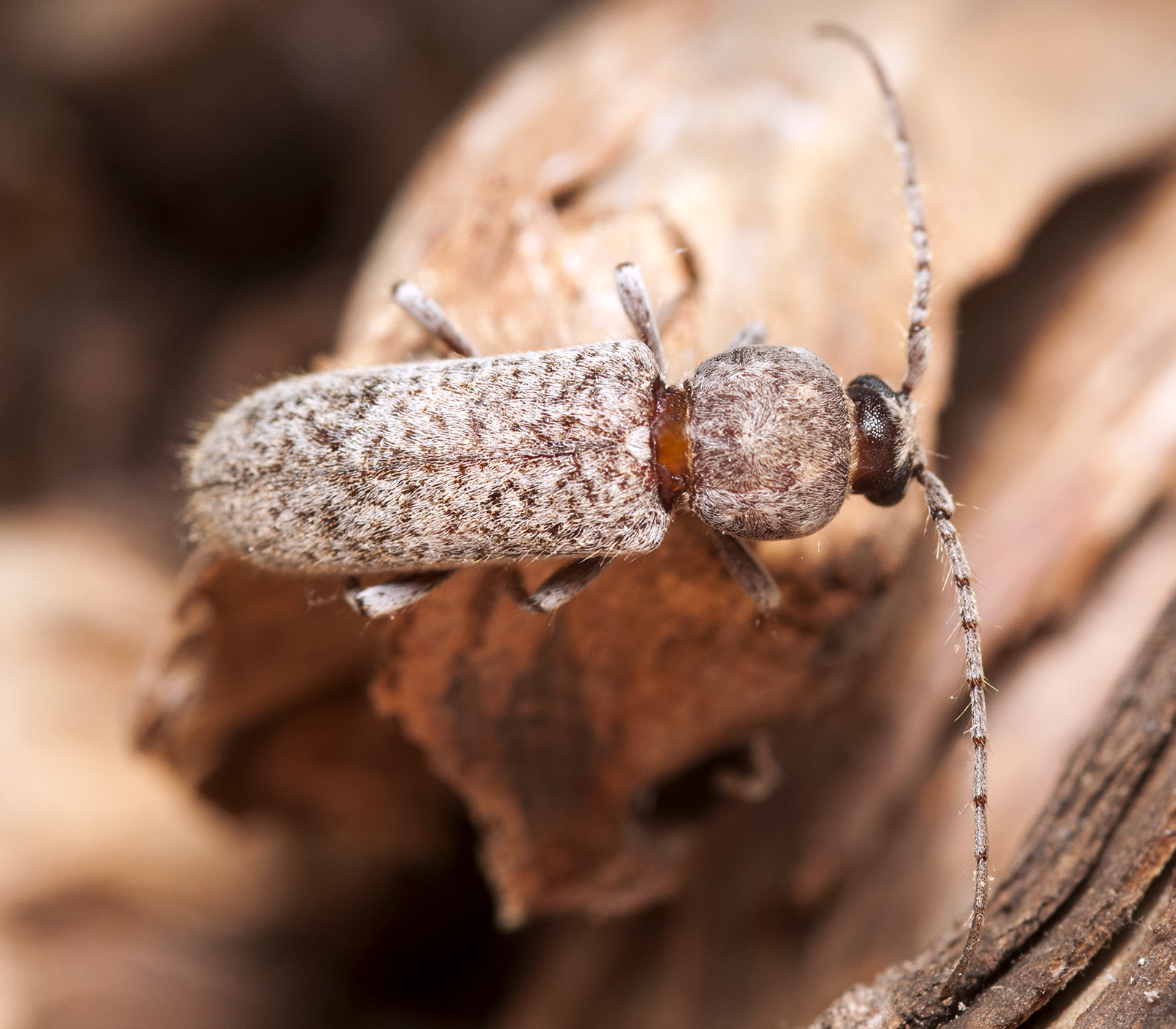 Trichoferus cisti