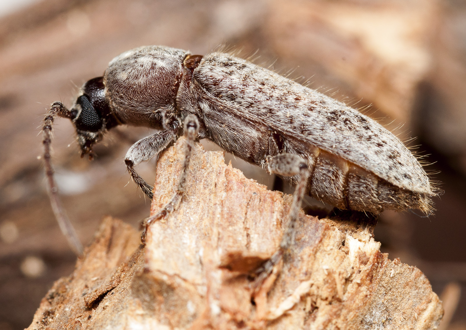 Trichoferus cisti