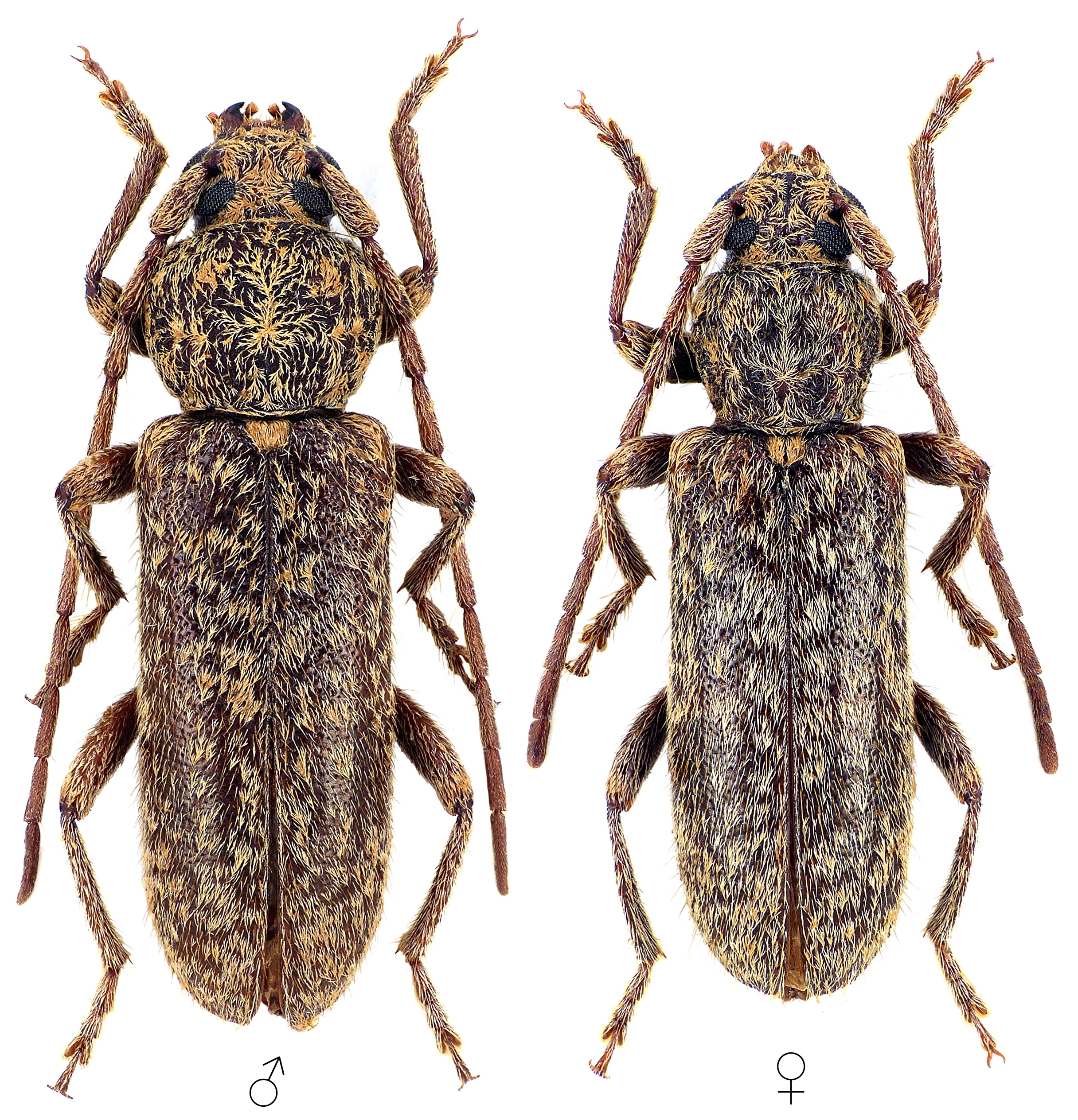 Trichoferus fasciculatus fasciculatus