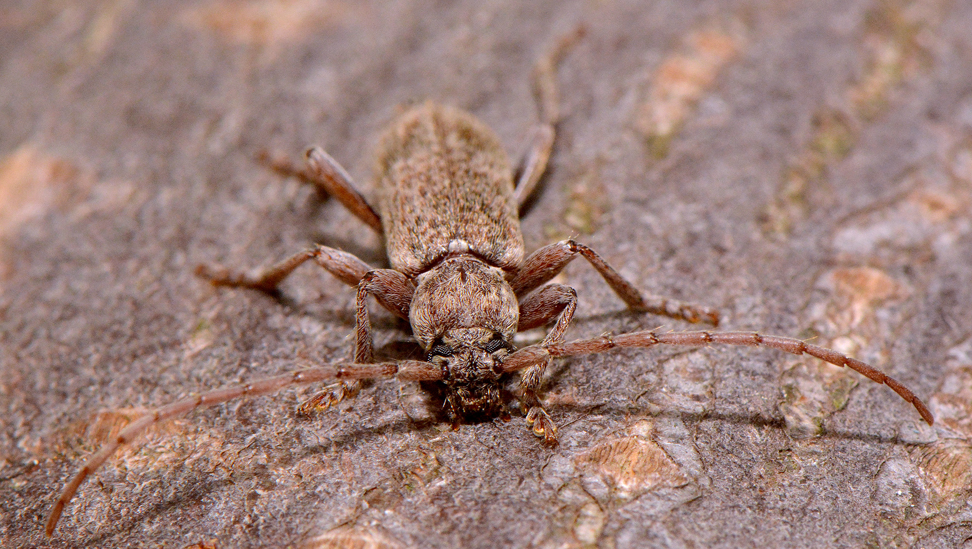 Trichoferus griseus