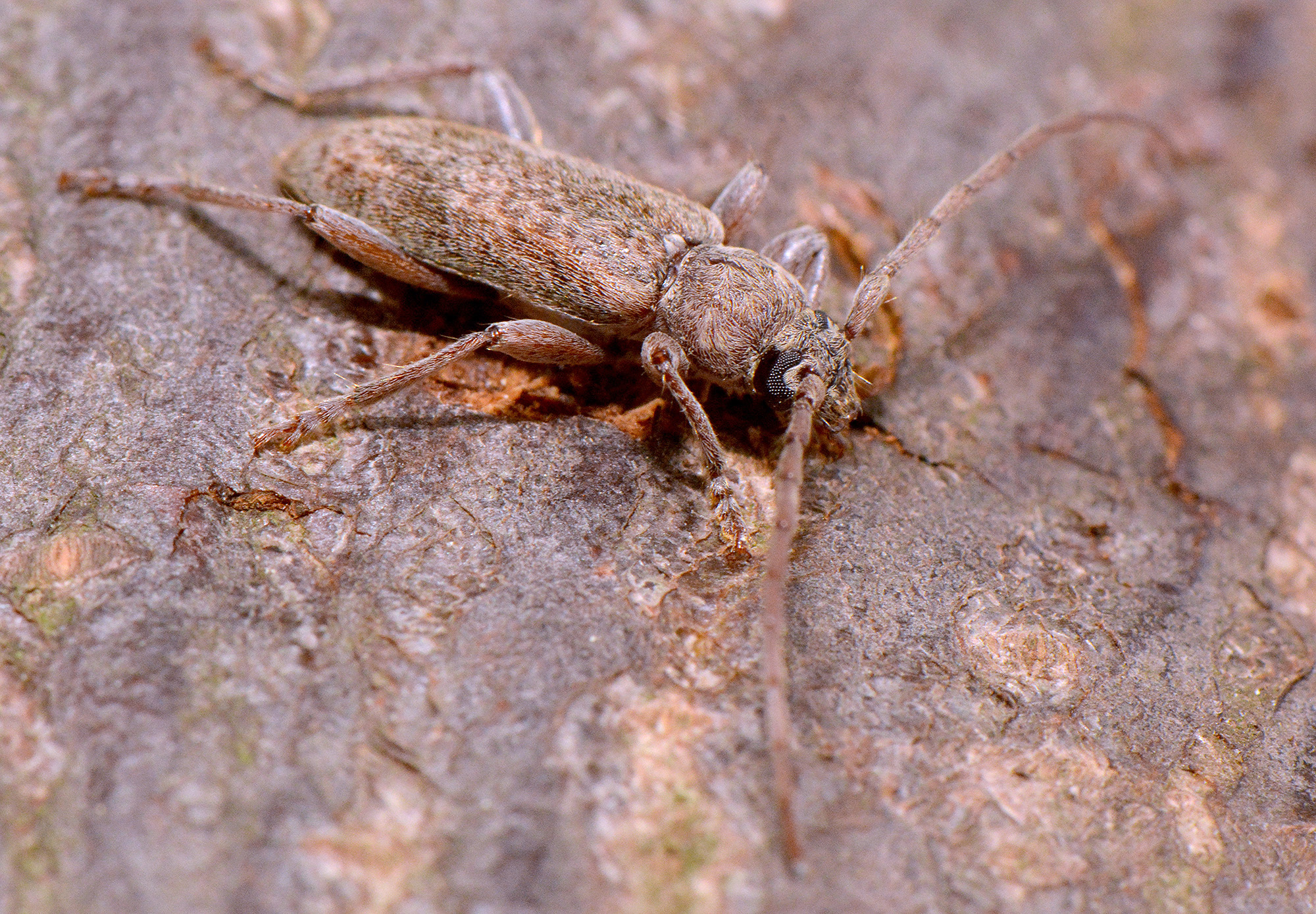 Trichoferus griseus