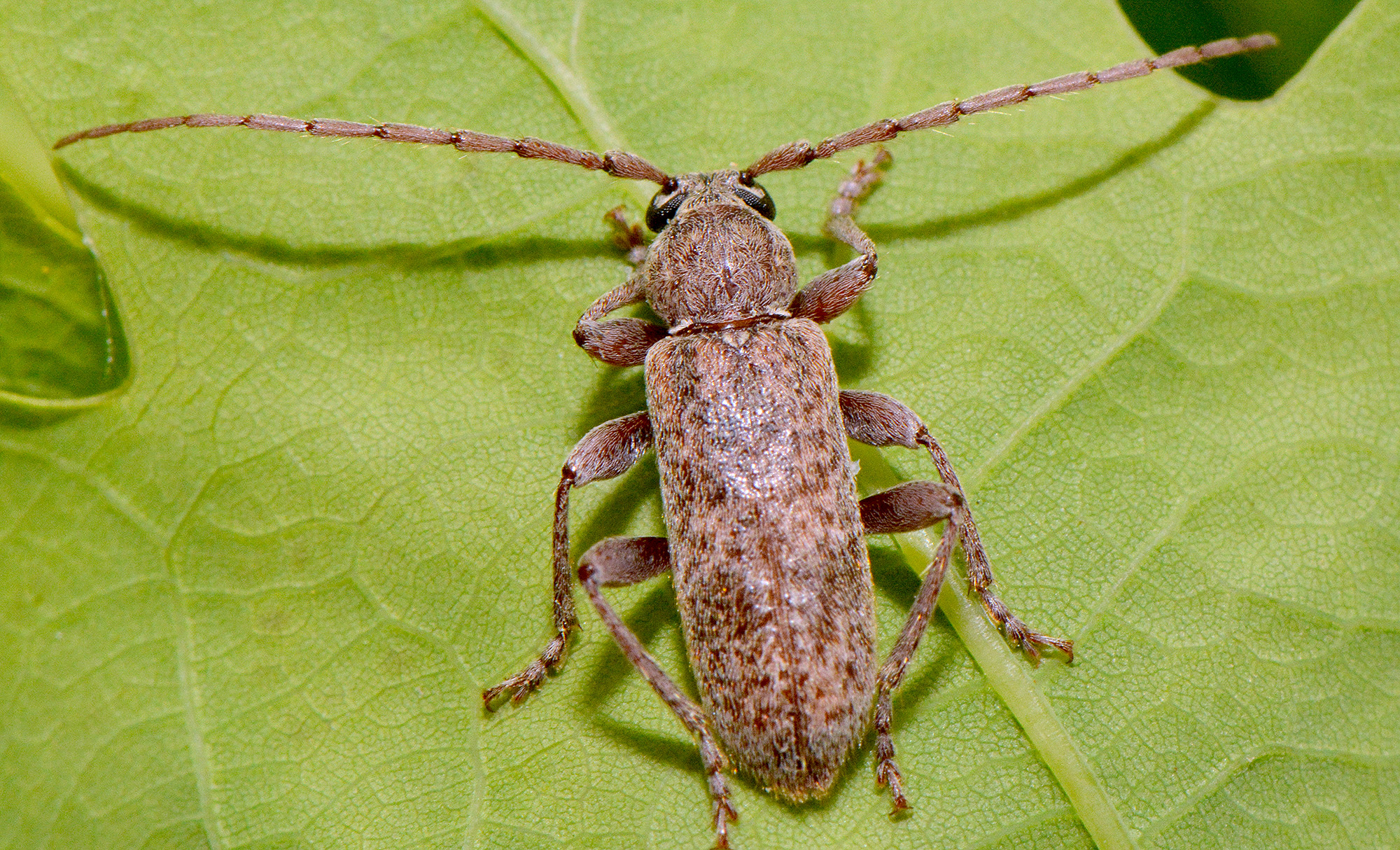 Trichoferus griseus