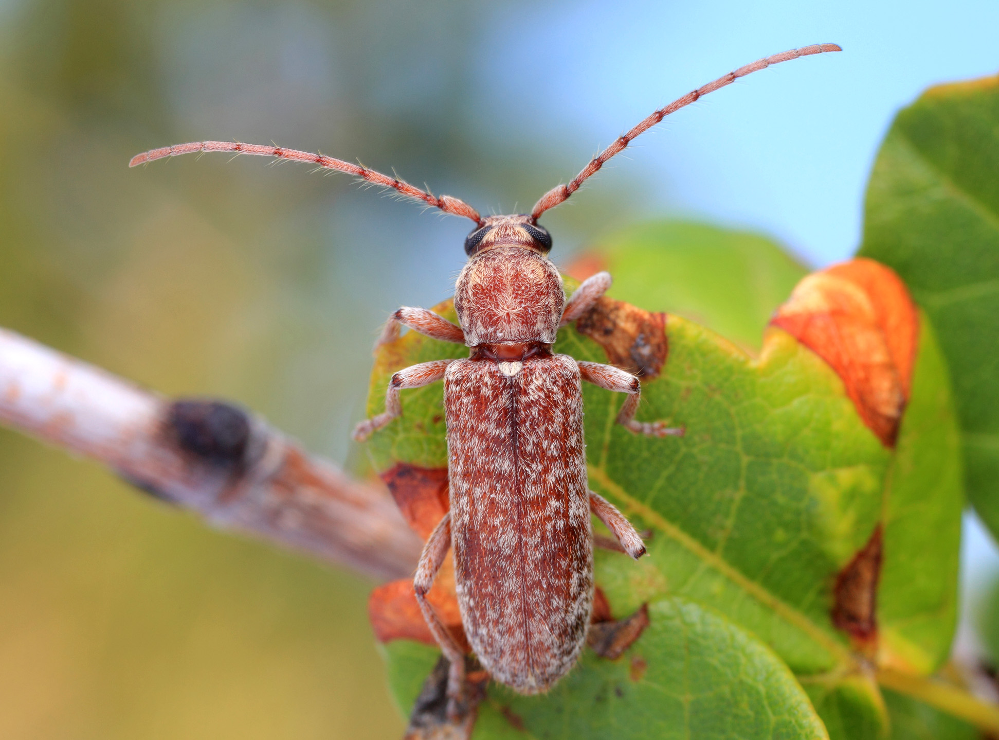 Trichoferus griseus