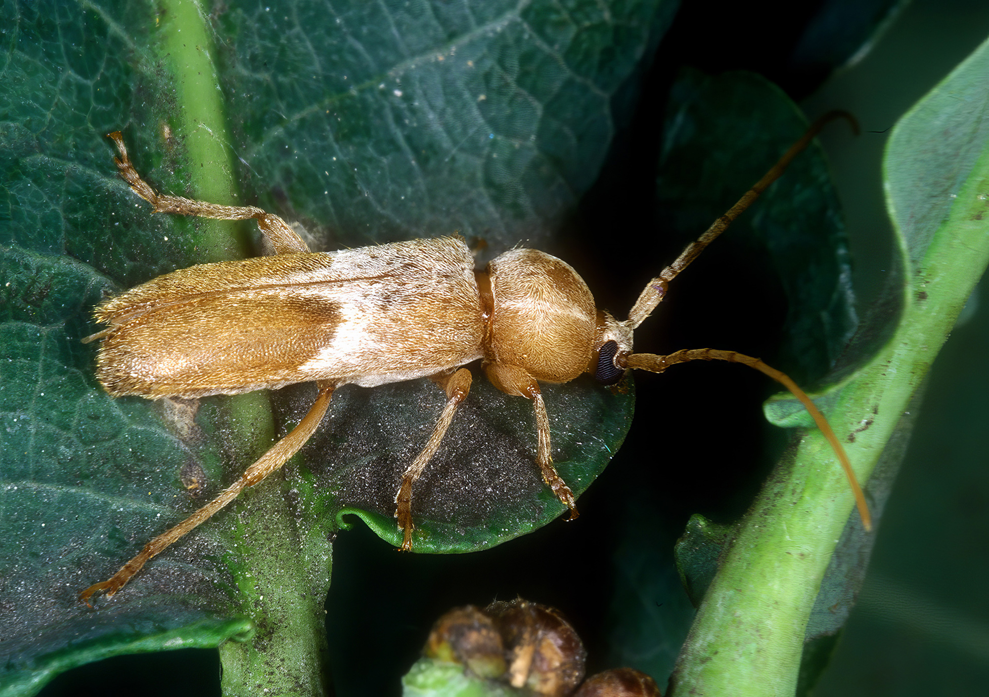 Trichoferus lunatus