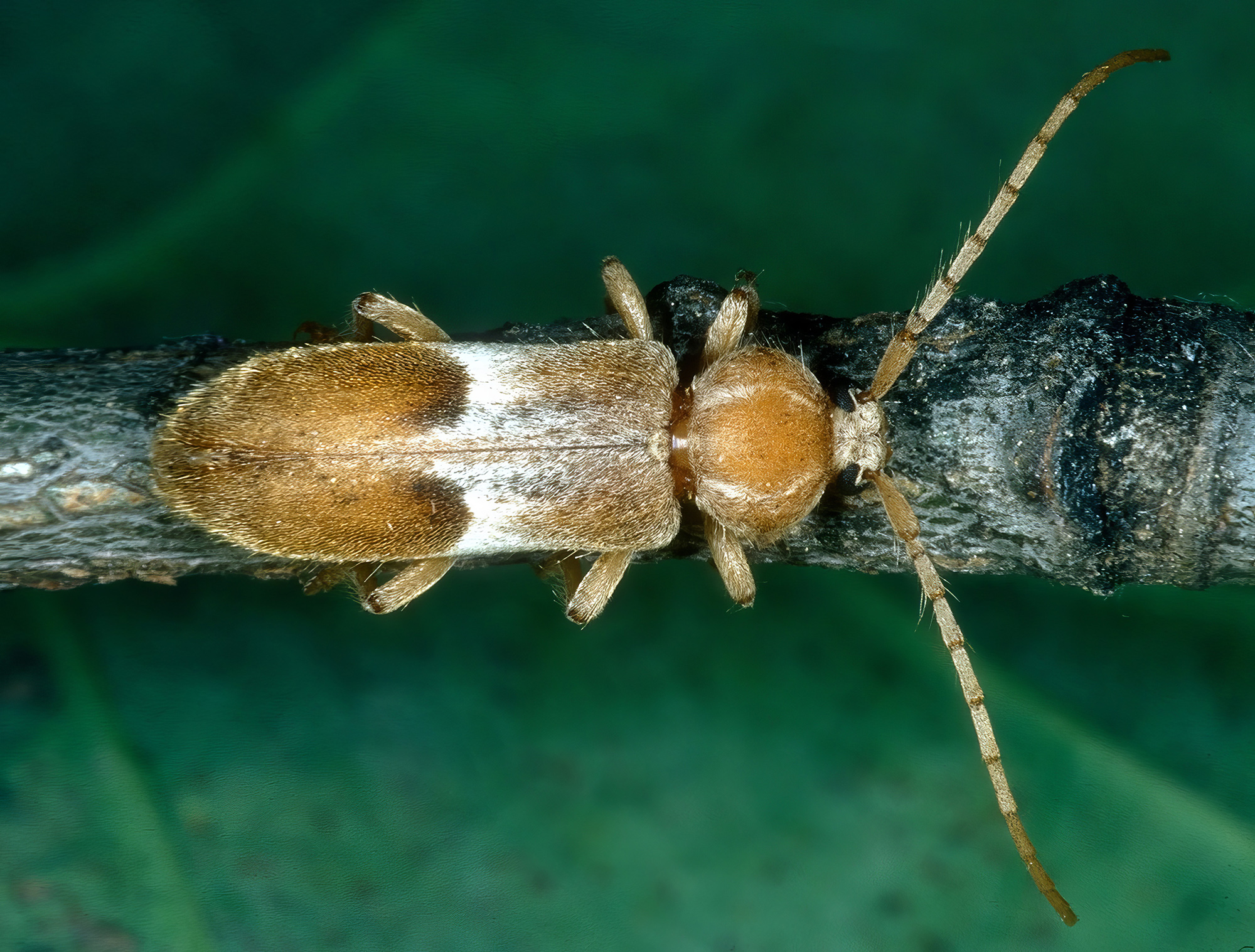 Trichoferus lunatus