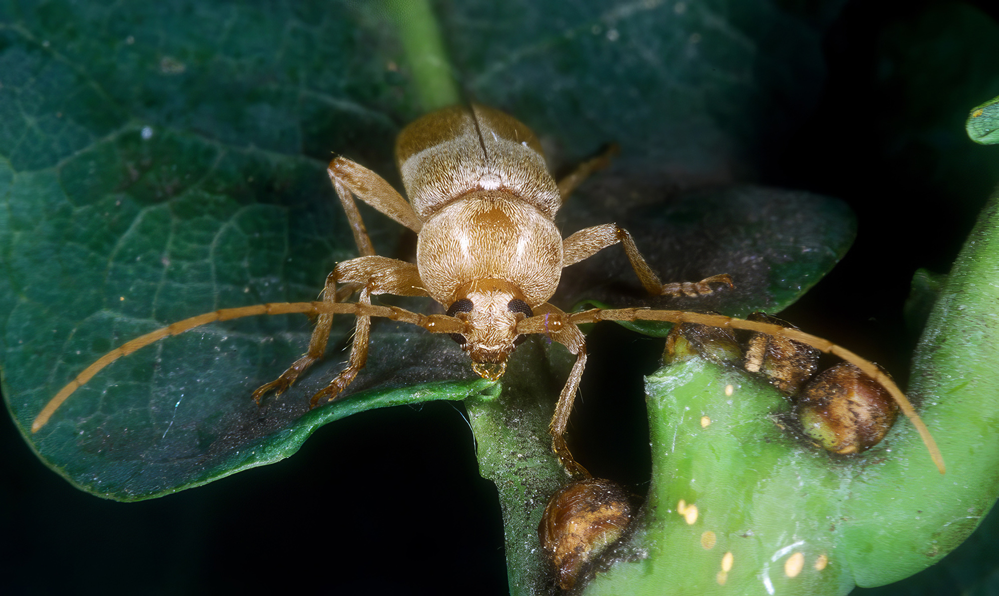 Trichoferus lunatus