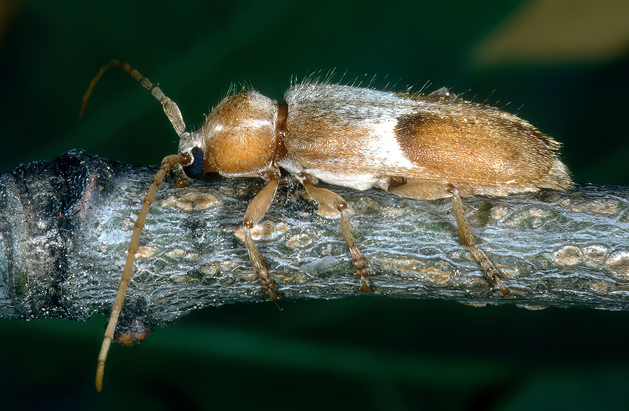 Trichoferus lunatus