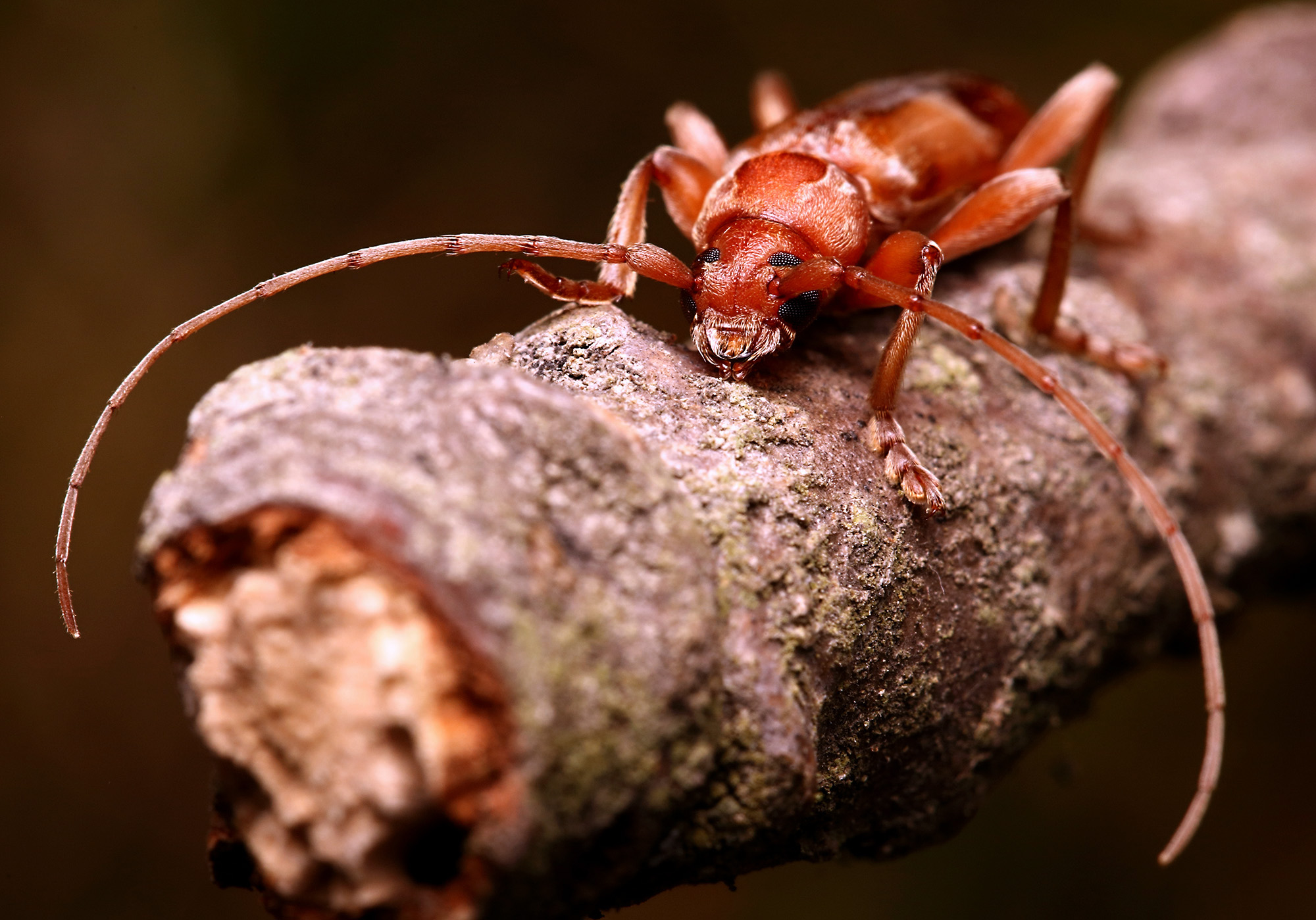 Trichoferus pallidus