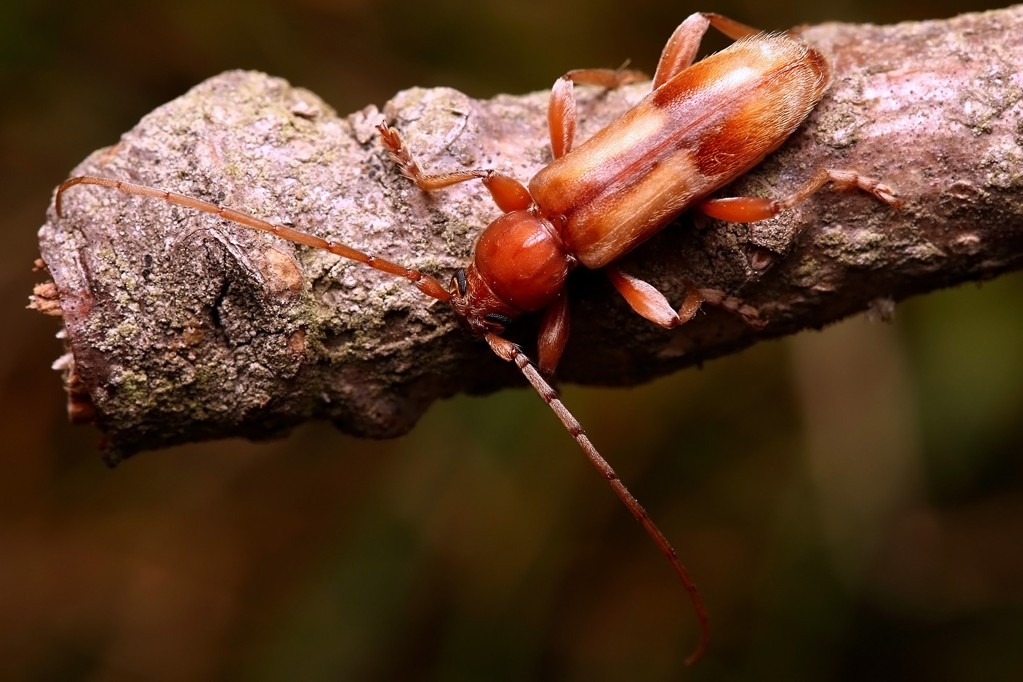 Trichoferus pallidus