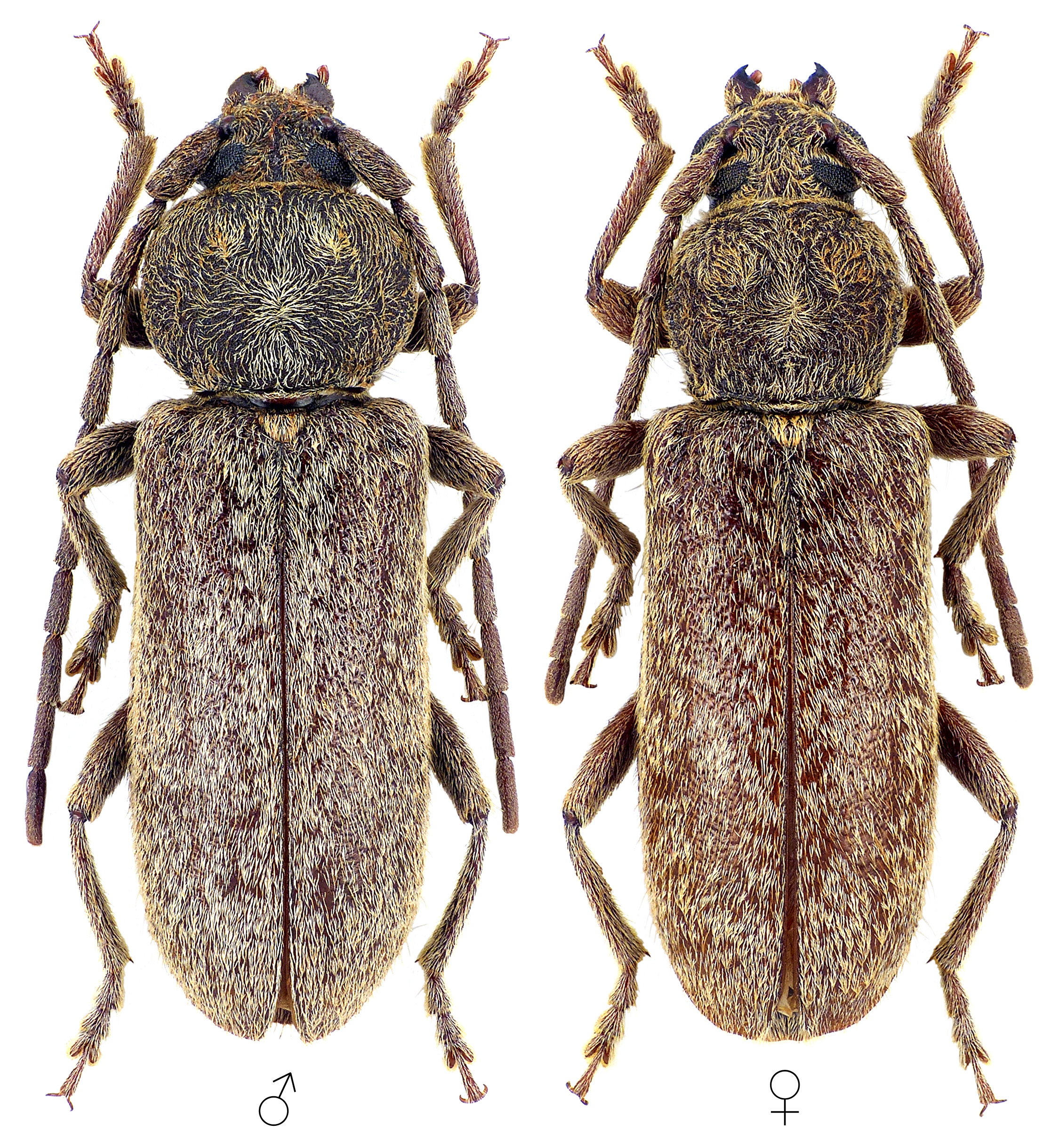 Trichoferus spartii