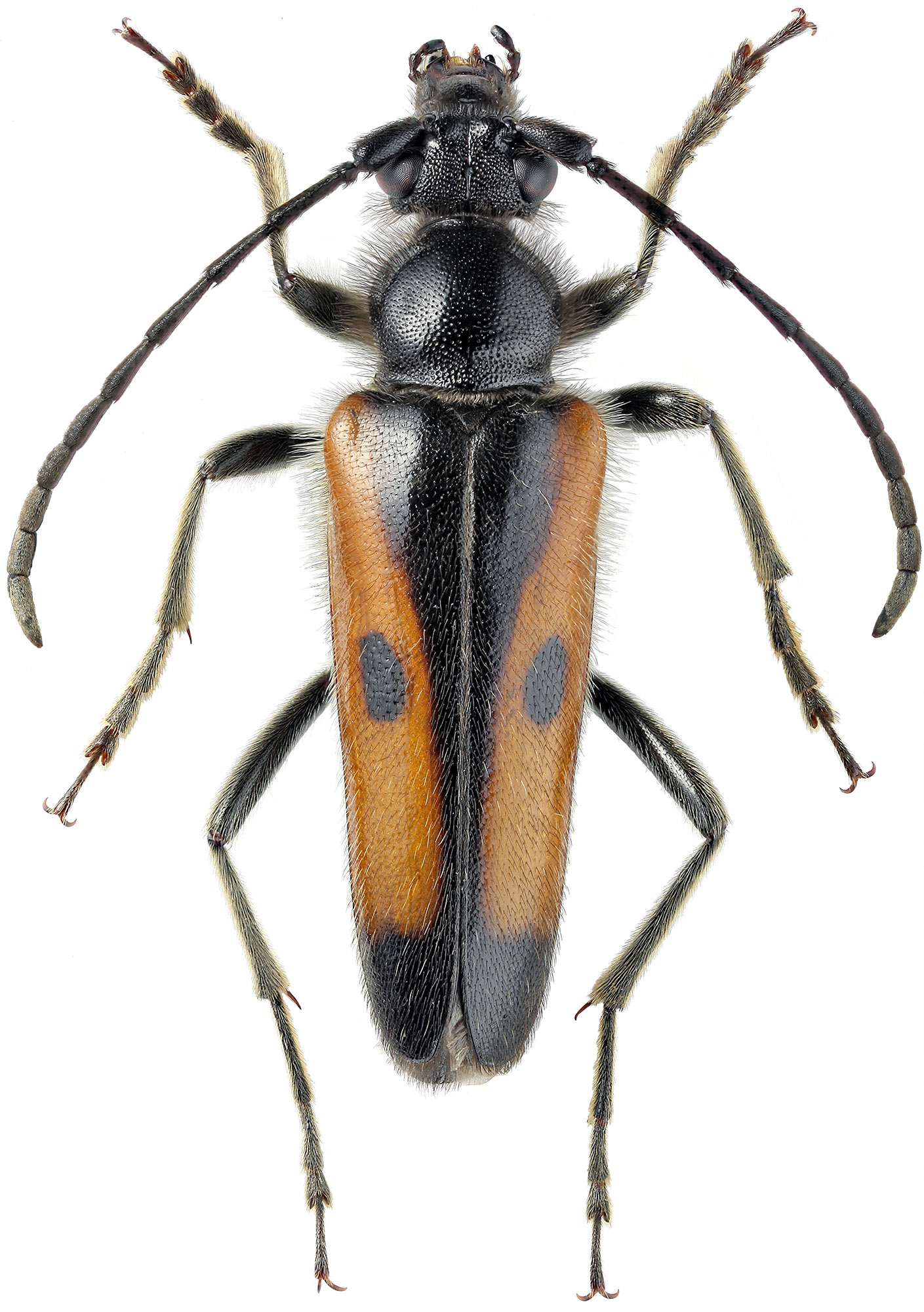 Vadonia bipunctata sareptana