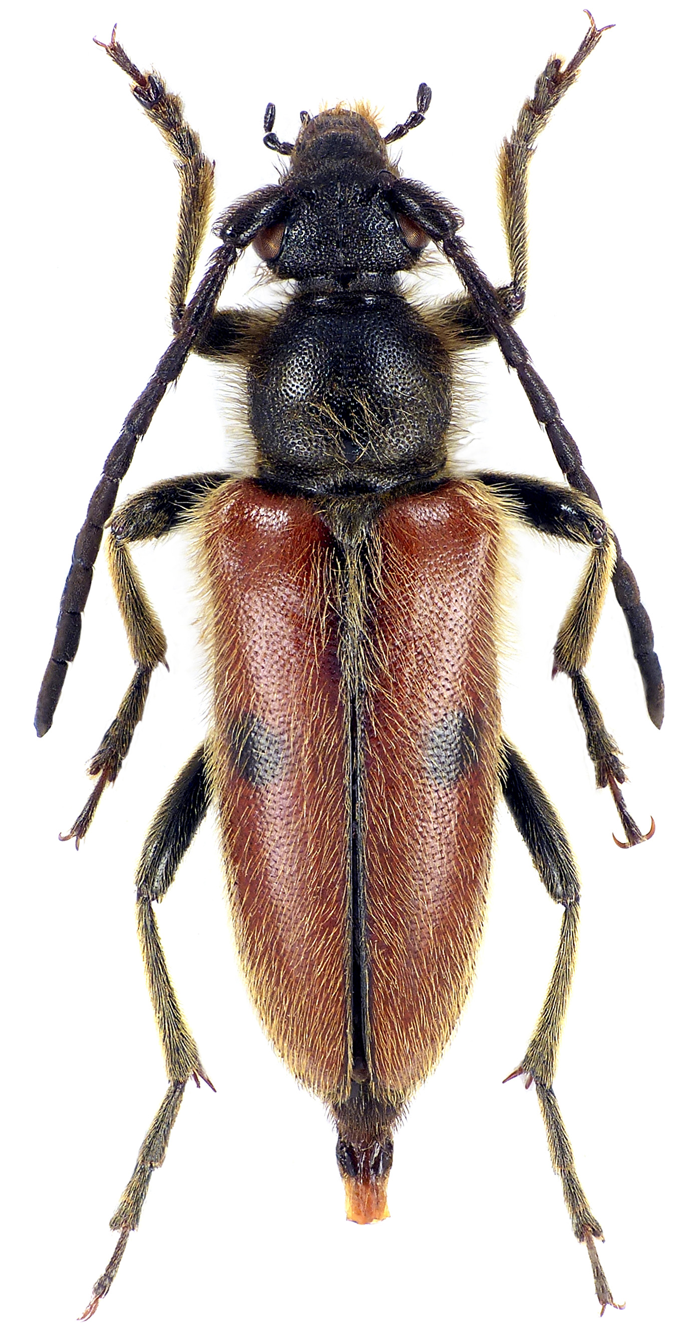 Vadonia hirsuta