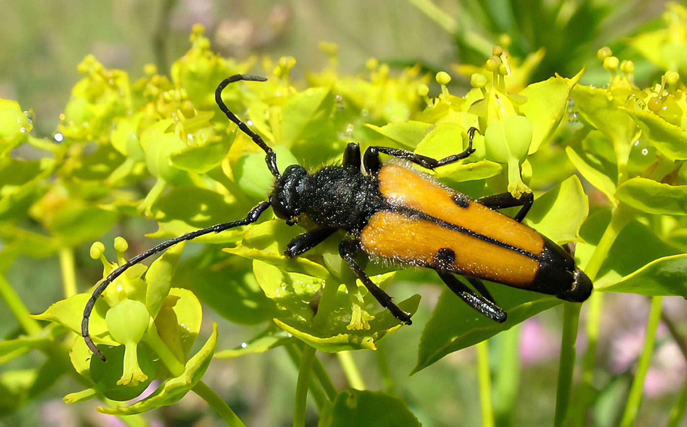 Vadonia moesiaca