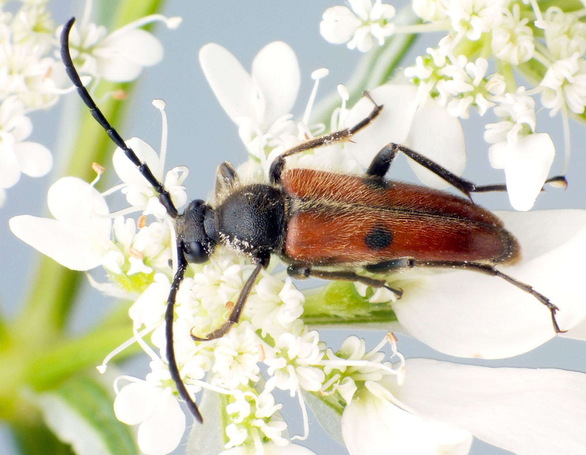 Vadonia unipunctata unipunctata