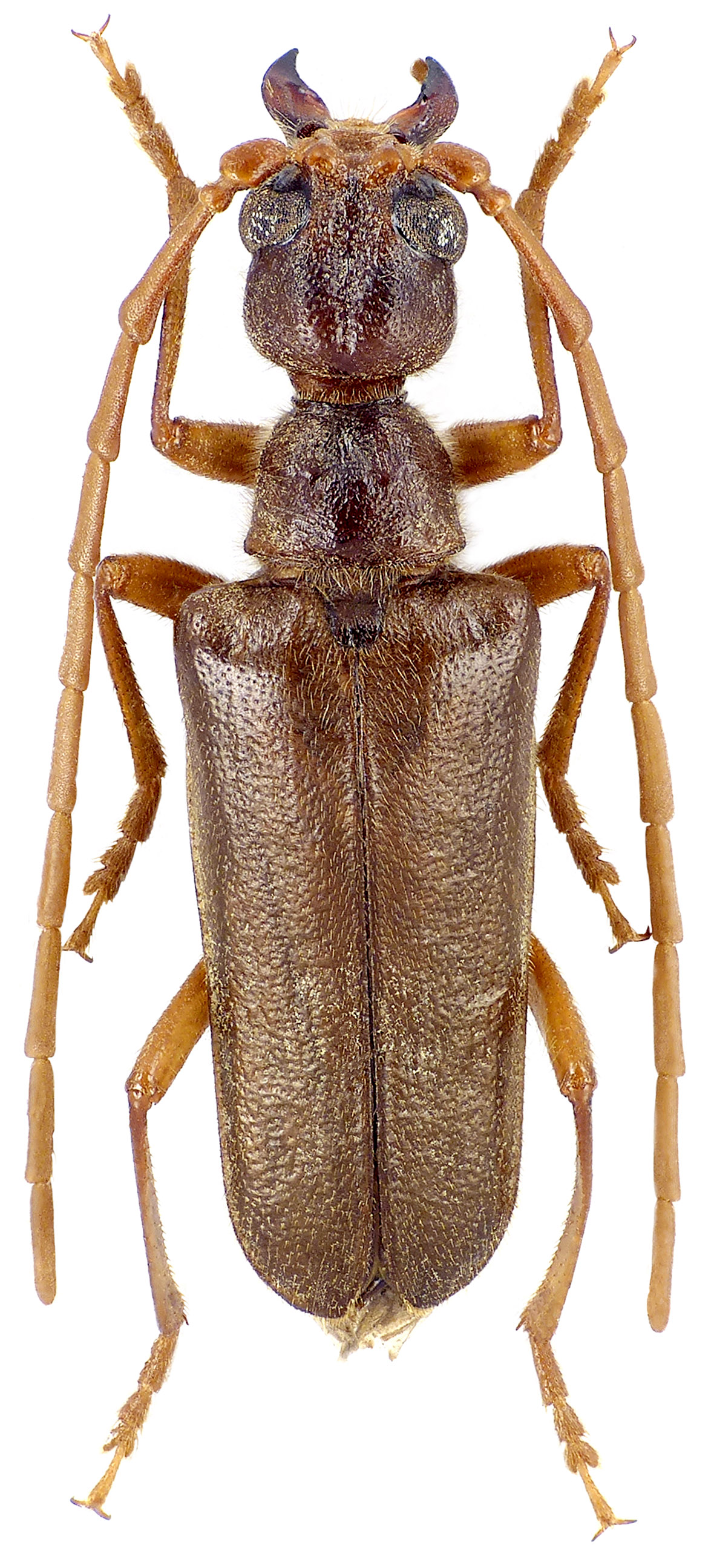 Vesperus barredai