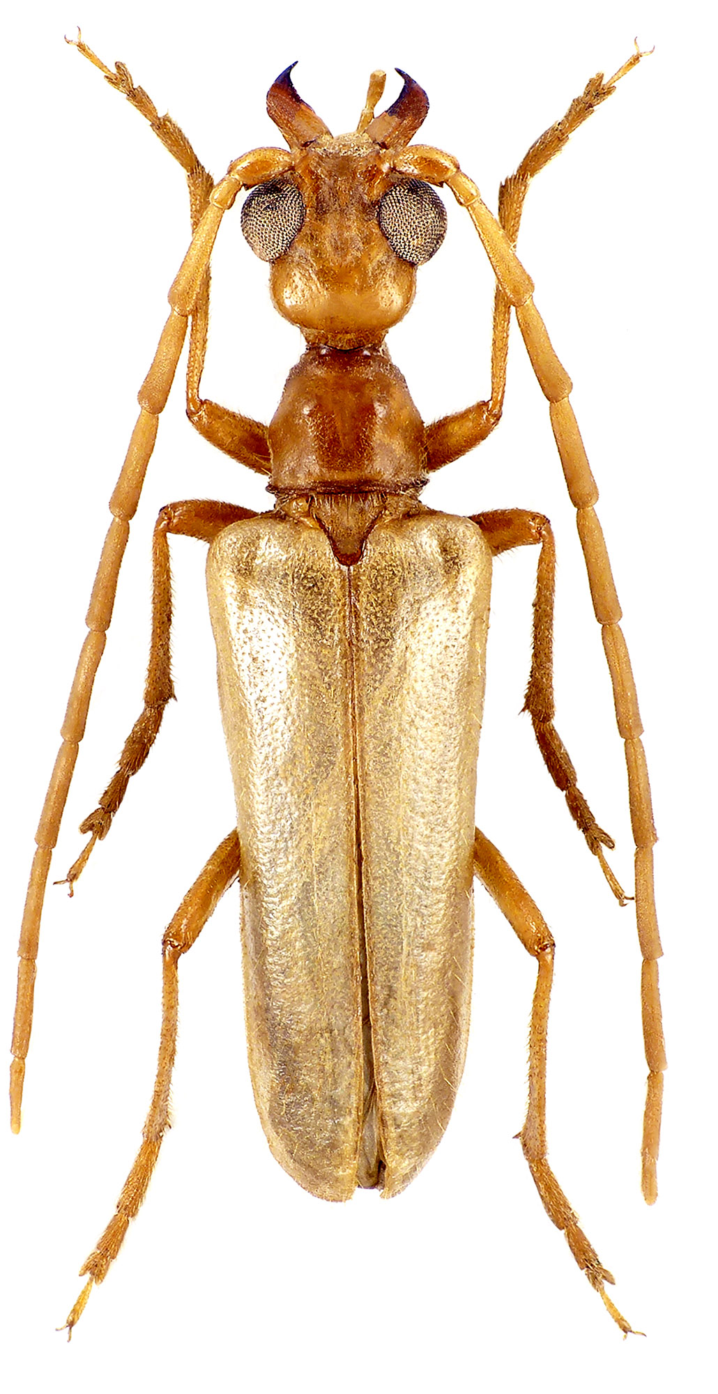 Vesperus macropterus