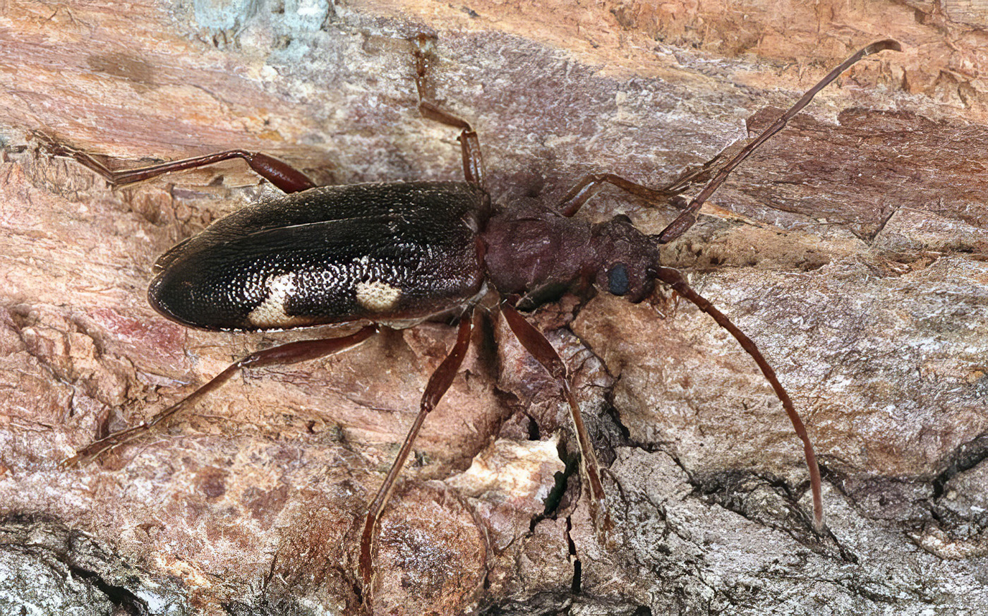 Xylosteus kadleci