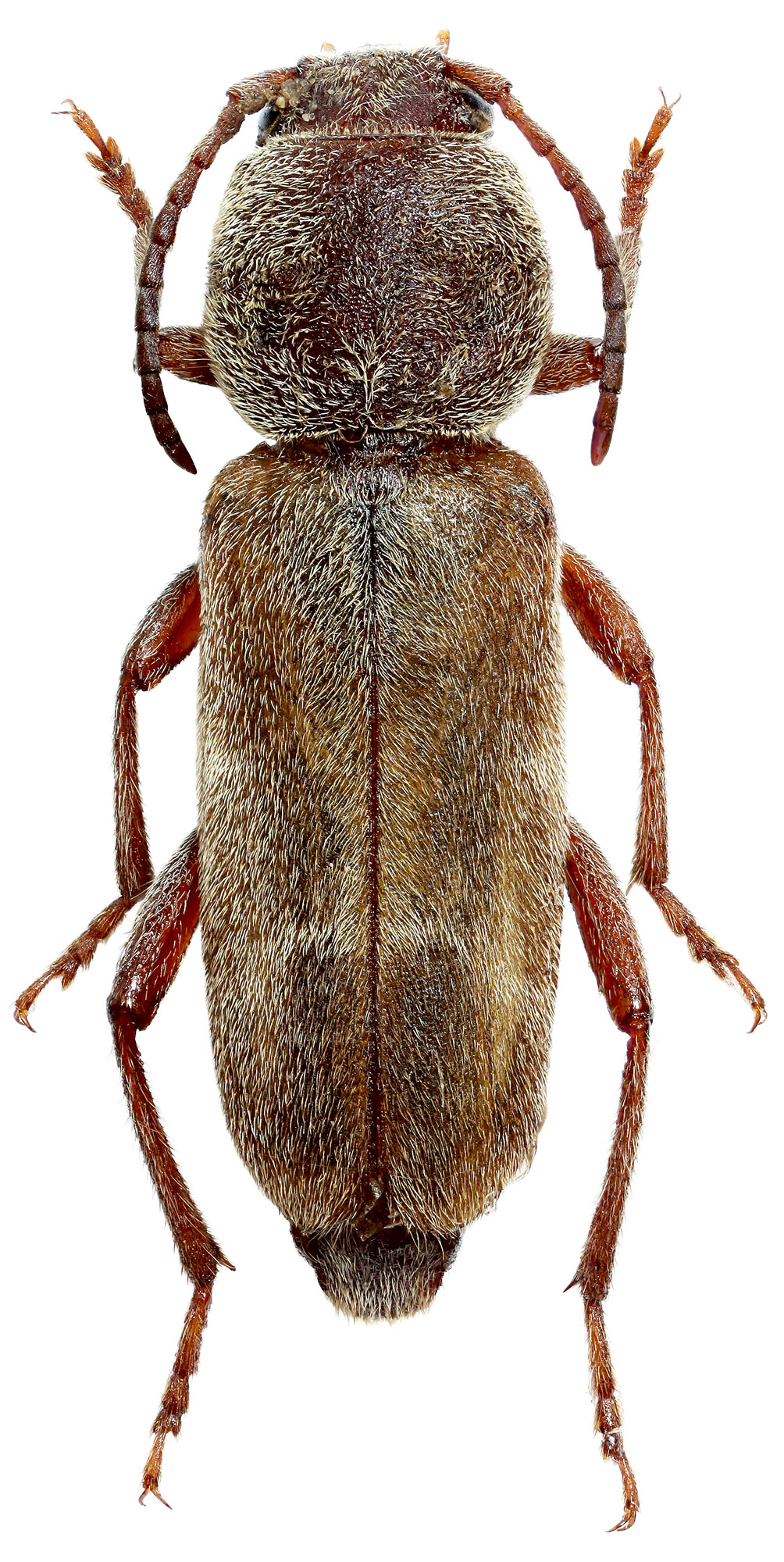 Xylotrechus alakolensis