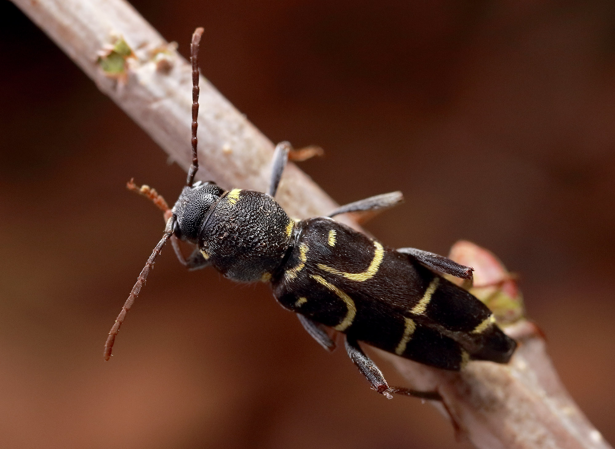 Xylotrechus antilope antilope