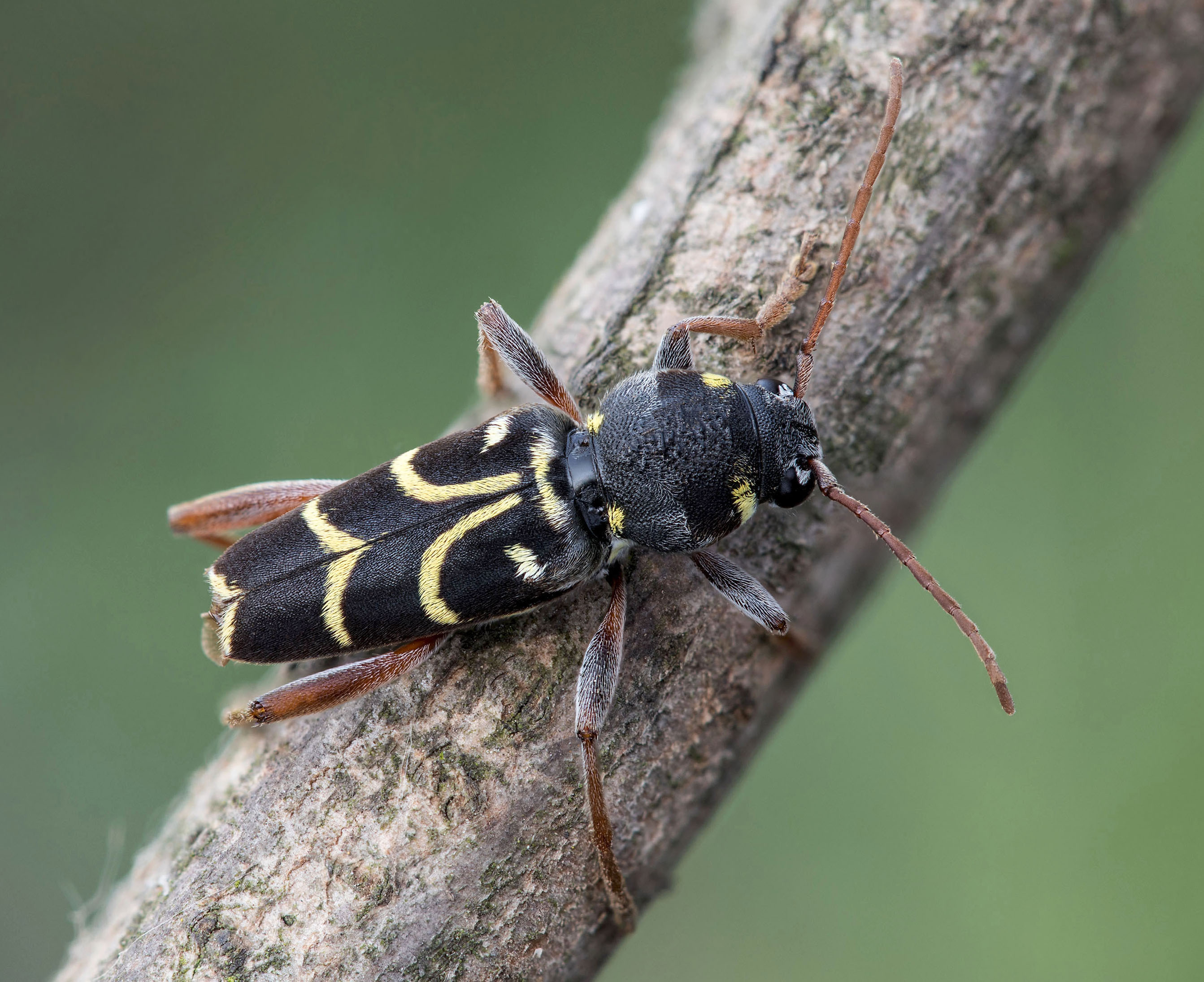 Xylotrechus antilope antilope