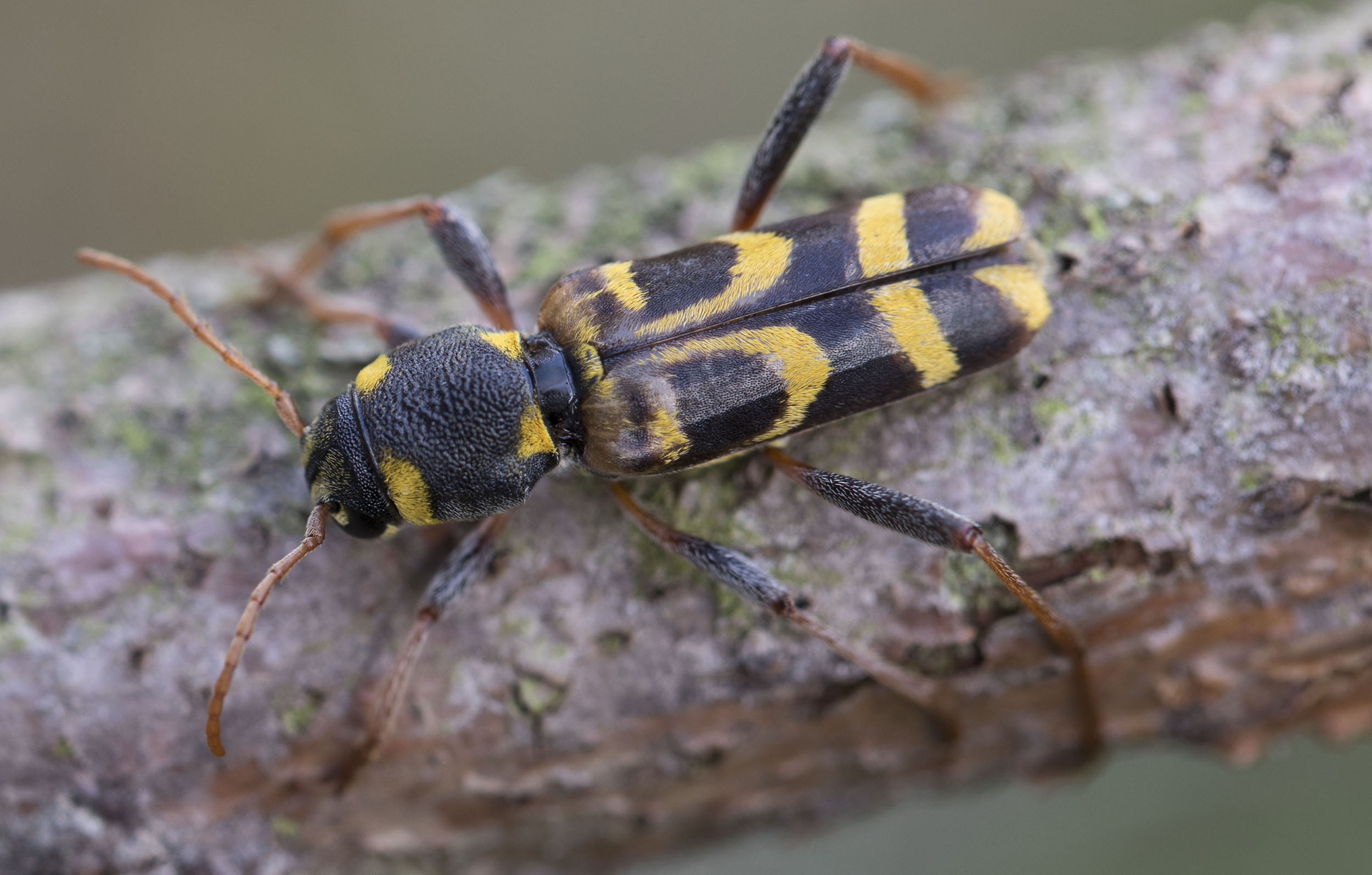 Xylotrechus arvicola