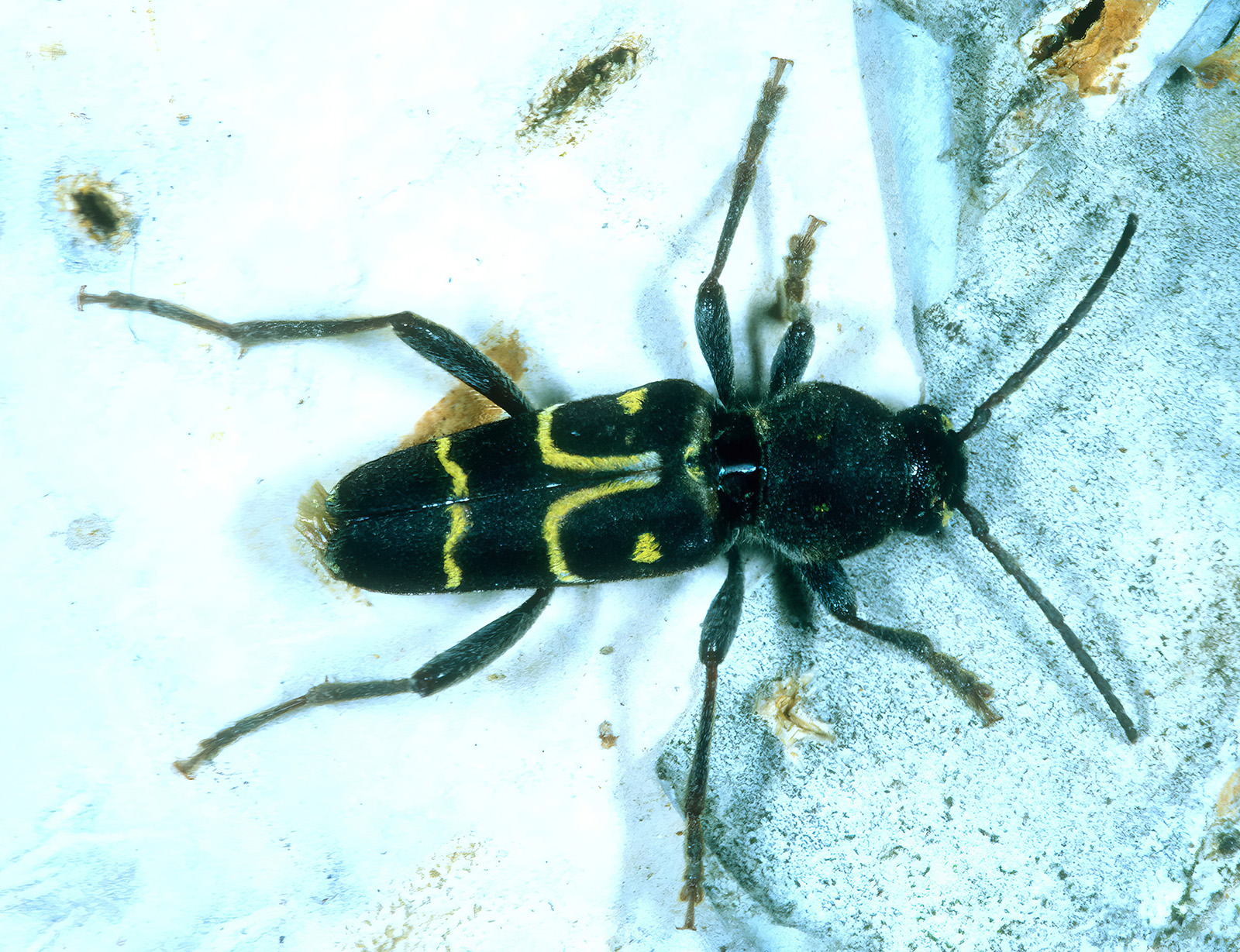 Xylotrechus capricornus