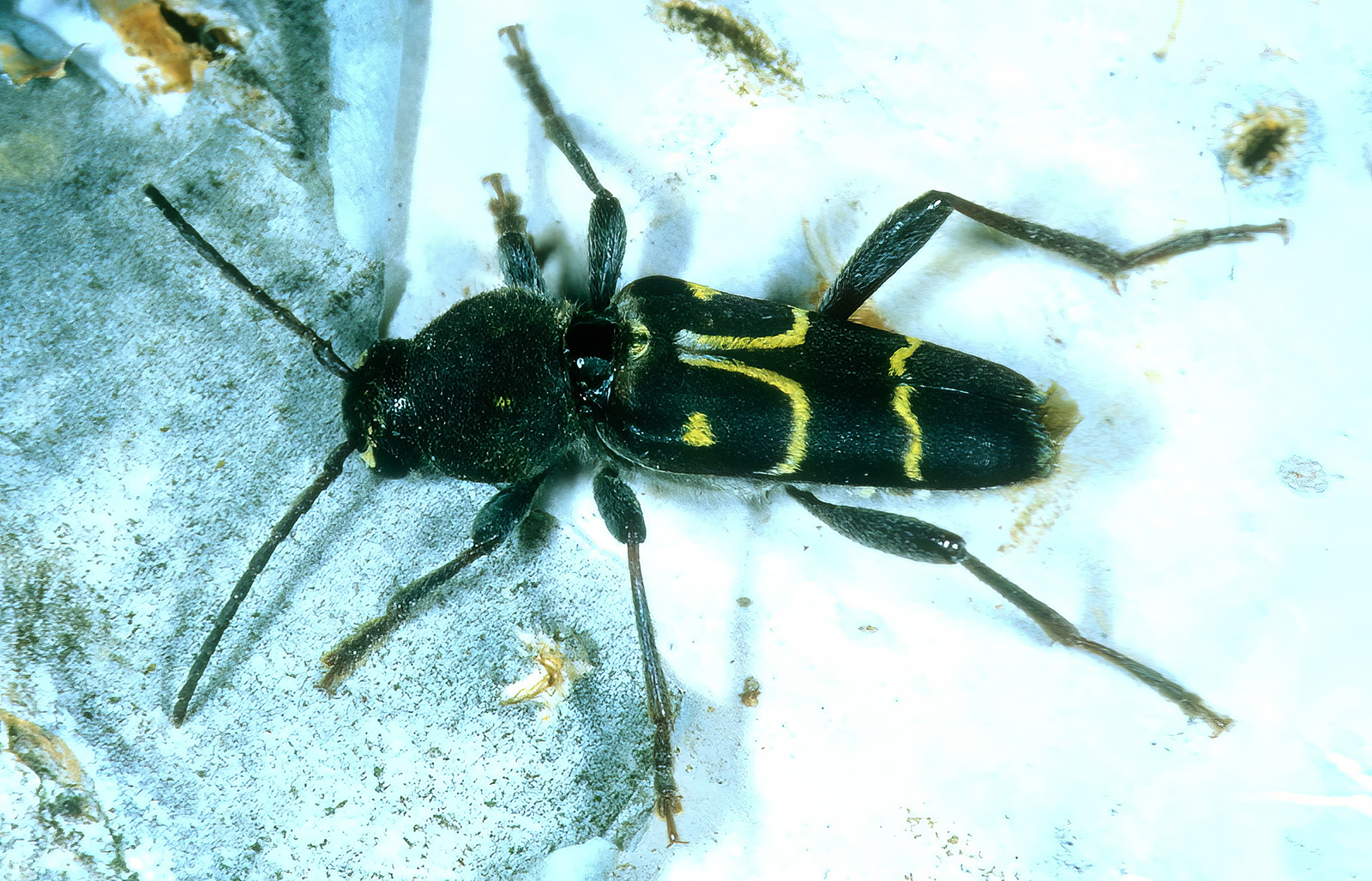 Xylotrechus capricornus