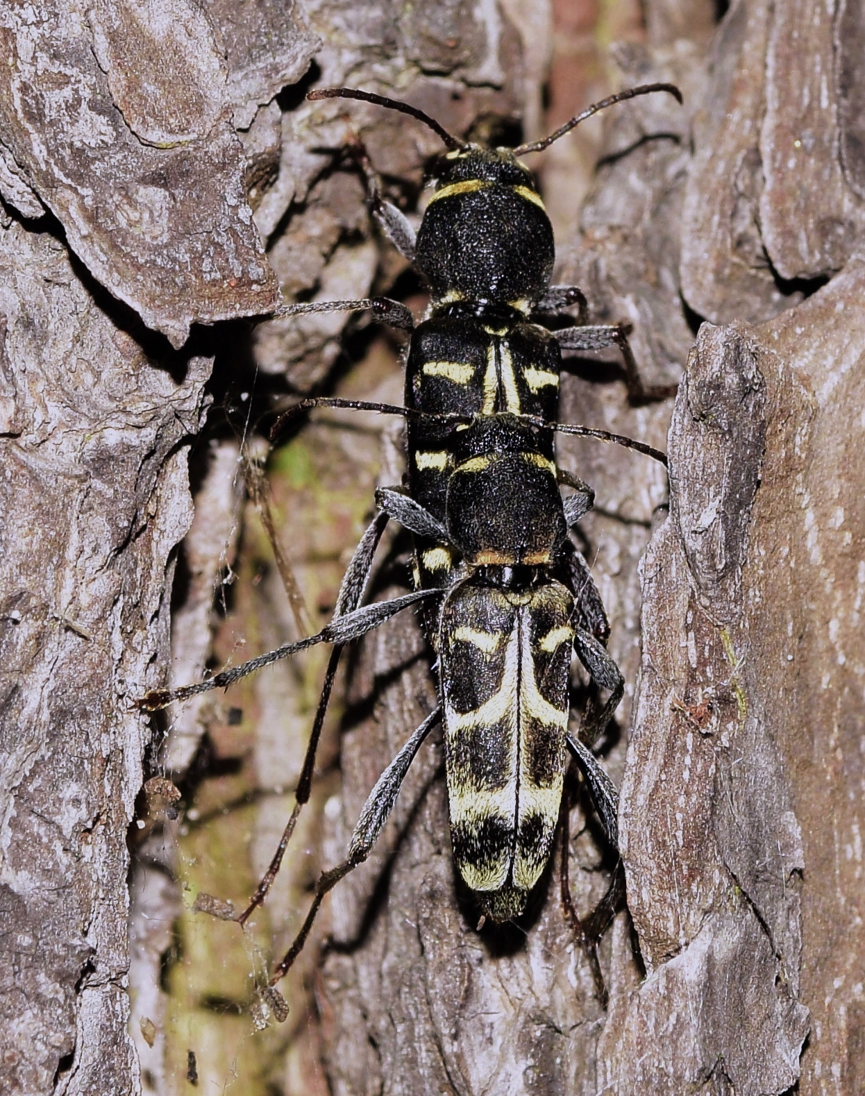 Xylotrechus ibex