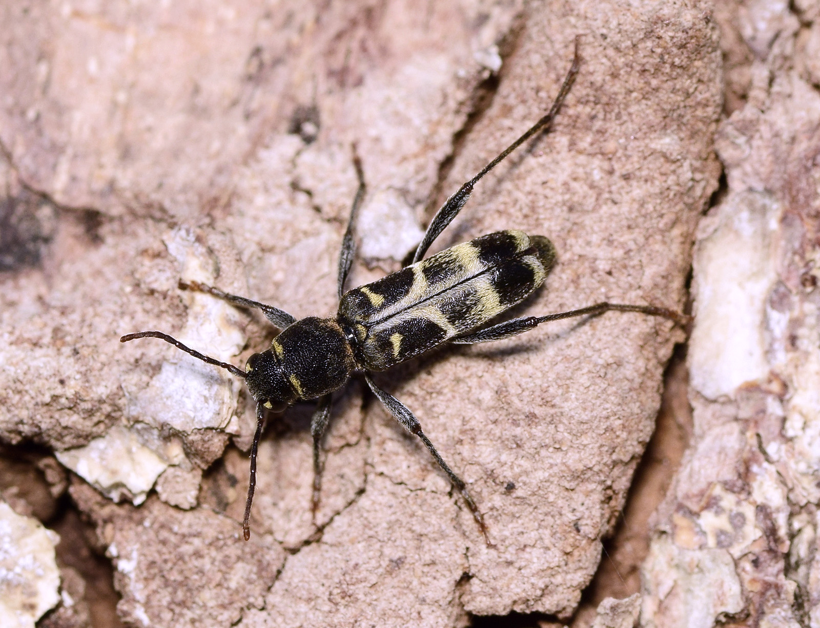 Xylotrechus ibex