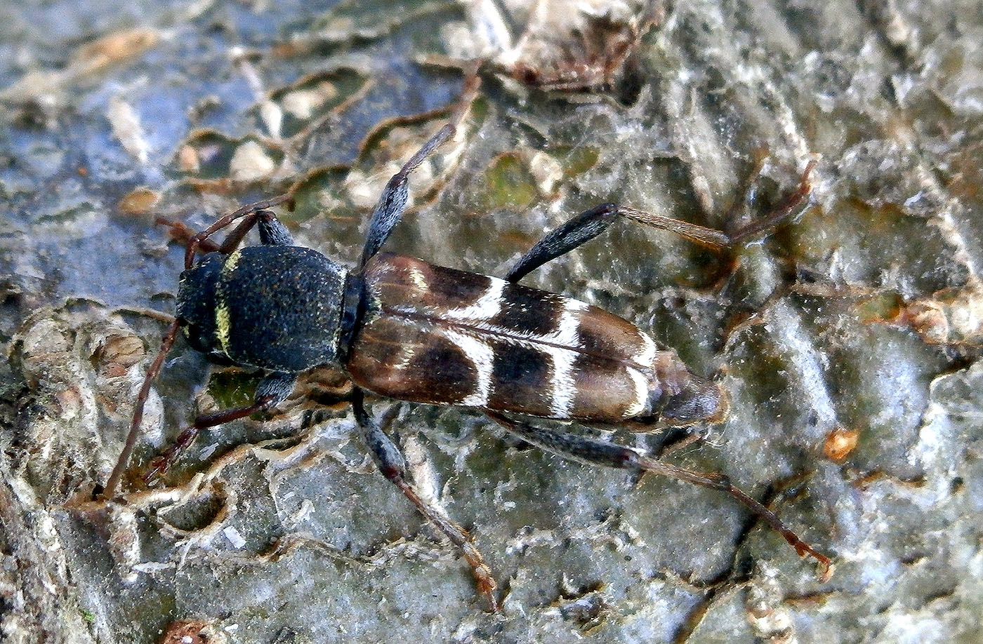 Xylotrechus ibex