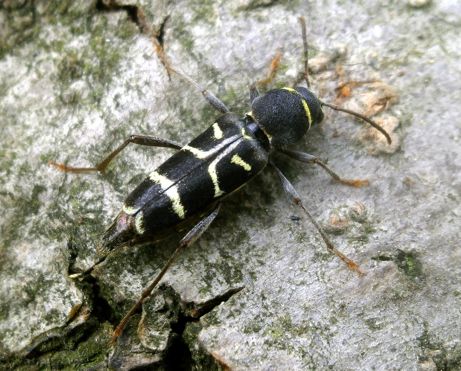 Xylotrechus ibex