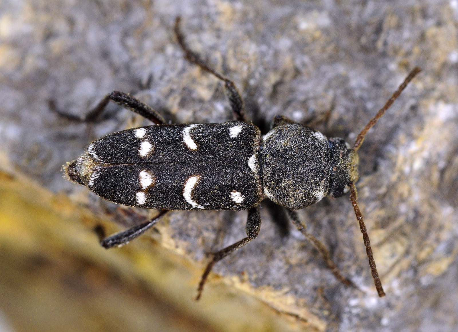 Xylotrechus ilamensis