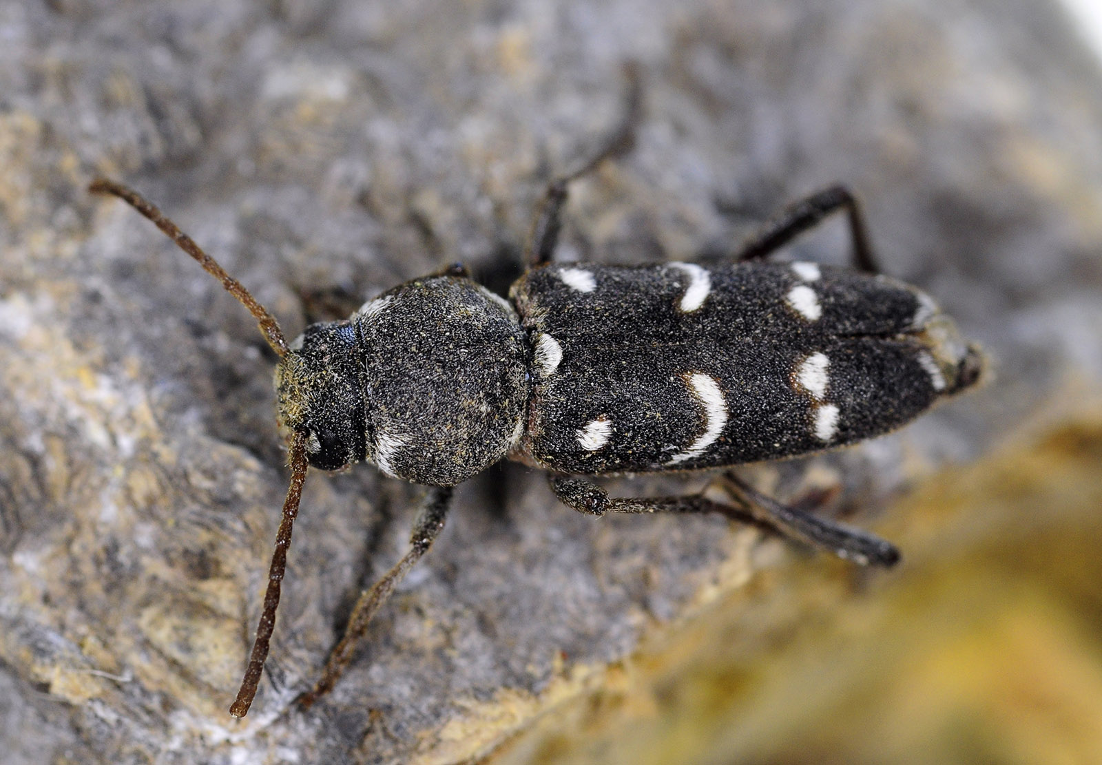 Xylotrechus ilamensis