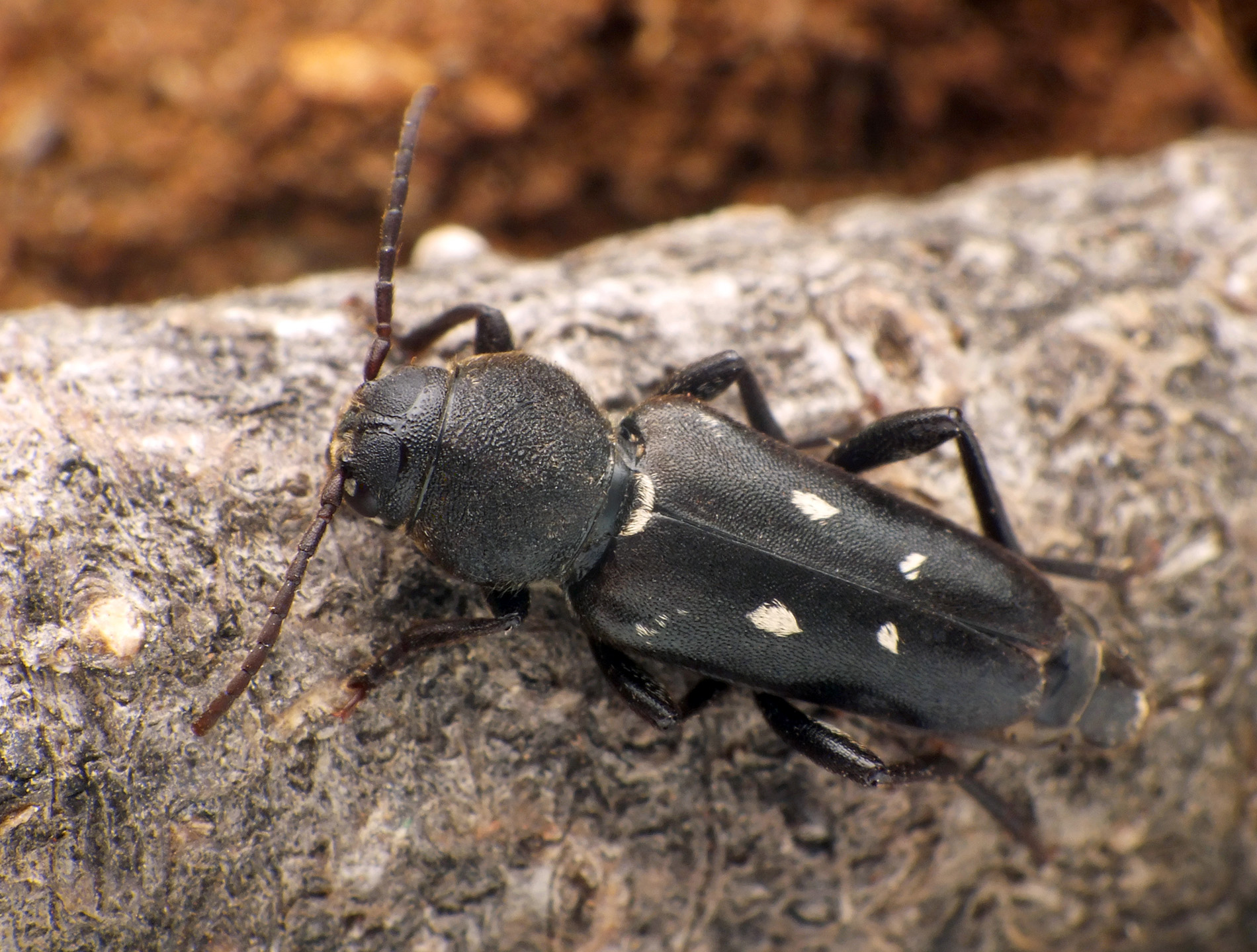 Xylotrechus raghidae